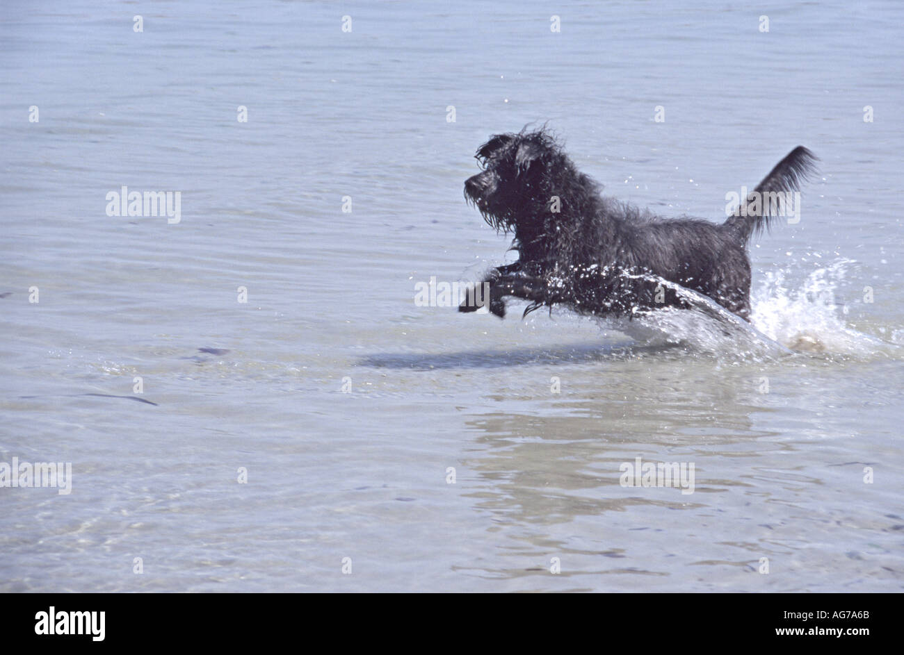 Il cane è in esecuzione in acqua Foto Stock
