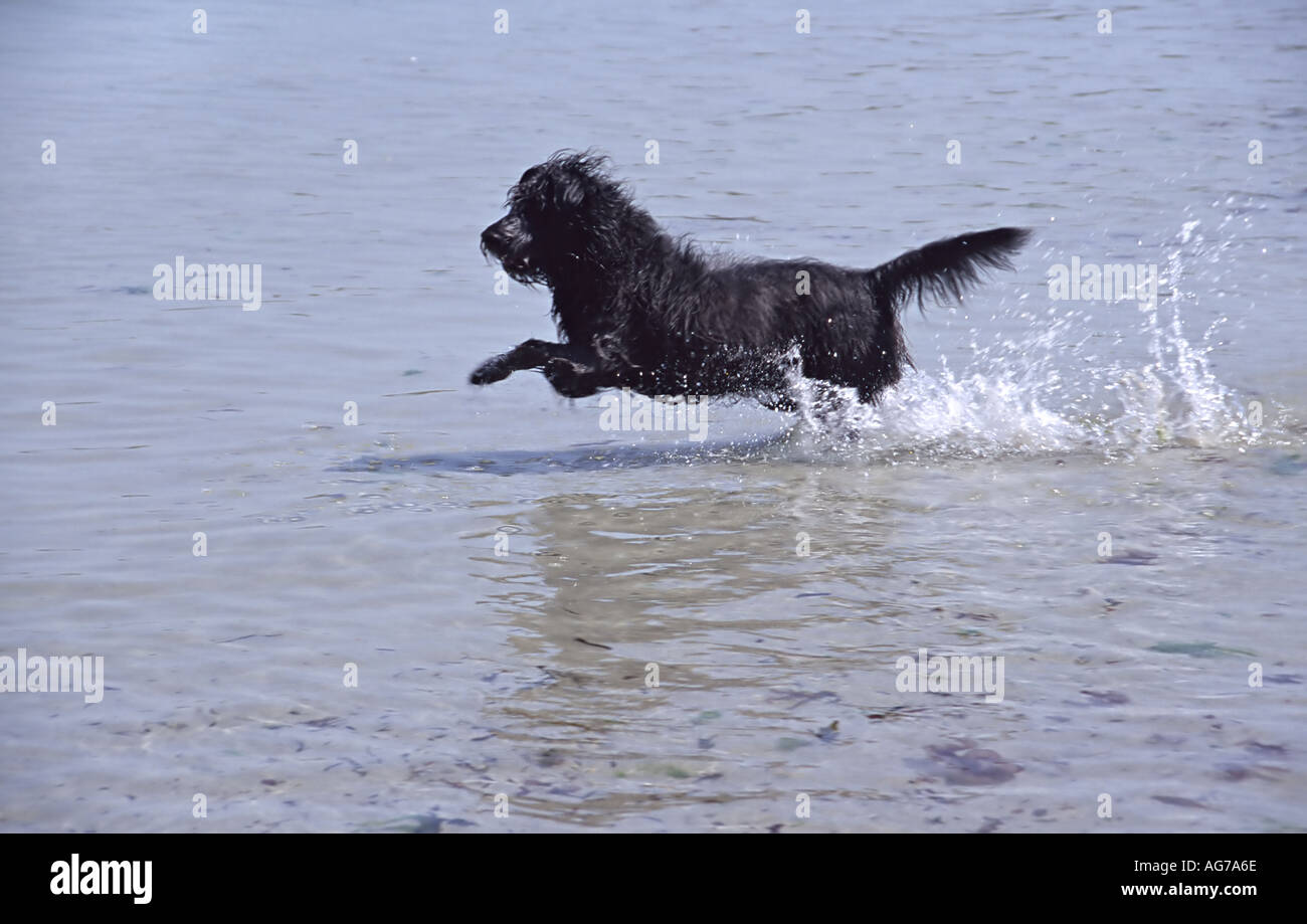 Il cane è in esecuzione in acqua Foto Stock