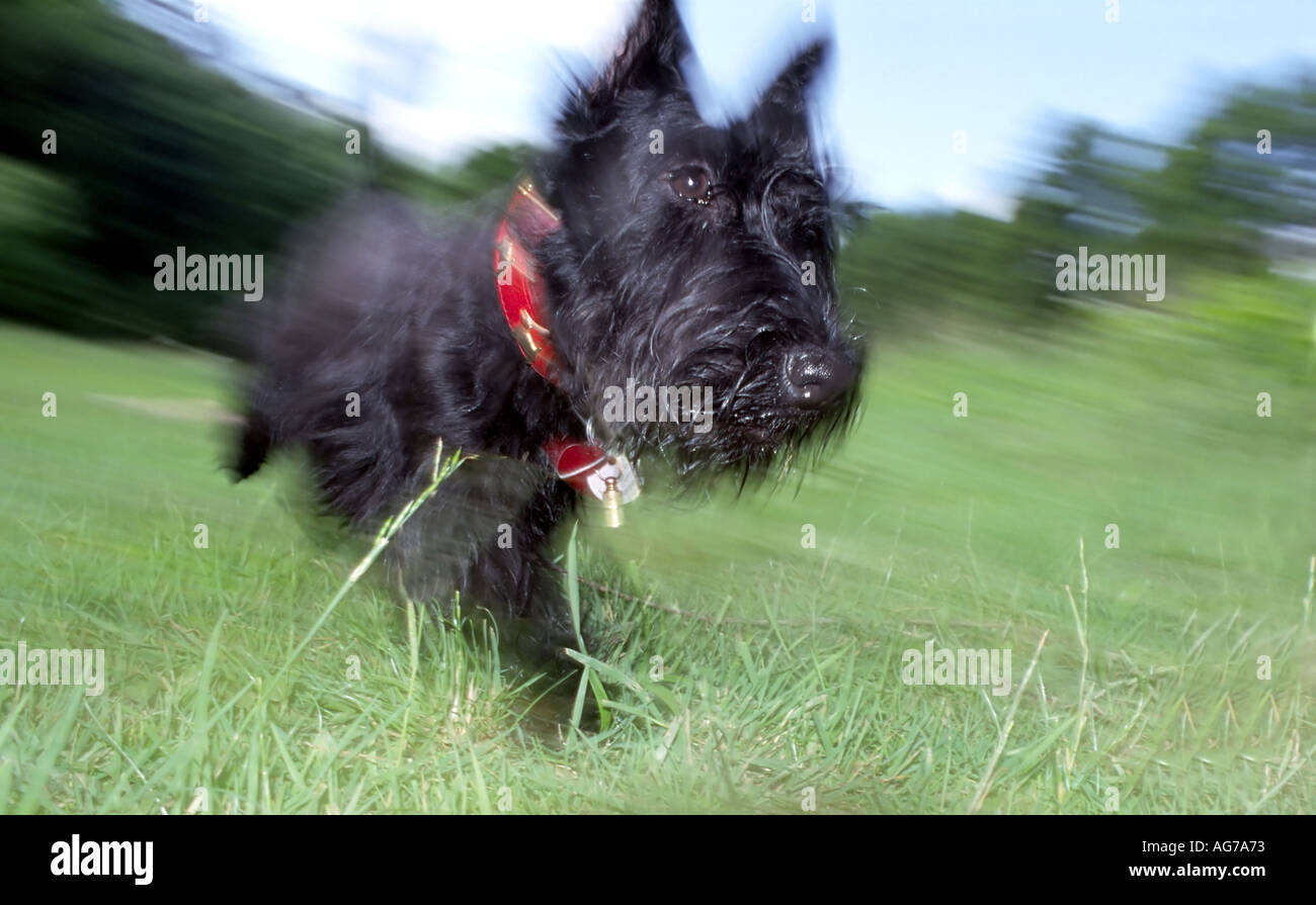 esecuzione di Terrier Foto Stock