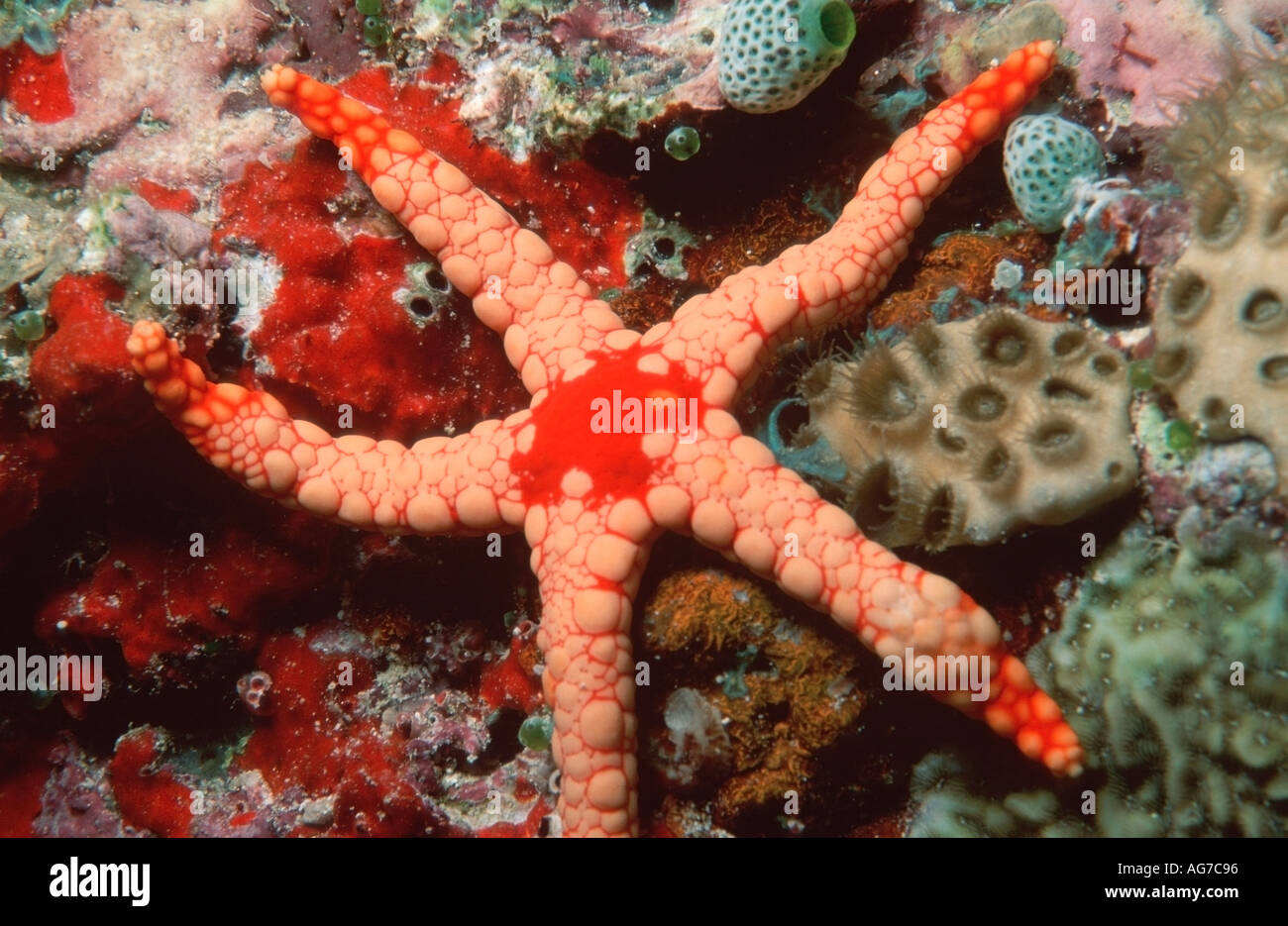 Starfish Seestern Andere Tiere altri animali Staechelhaeuter Unterwasser sotto acqua Indischer Ozean Oceano Indiano Korallenriff Foto Stock