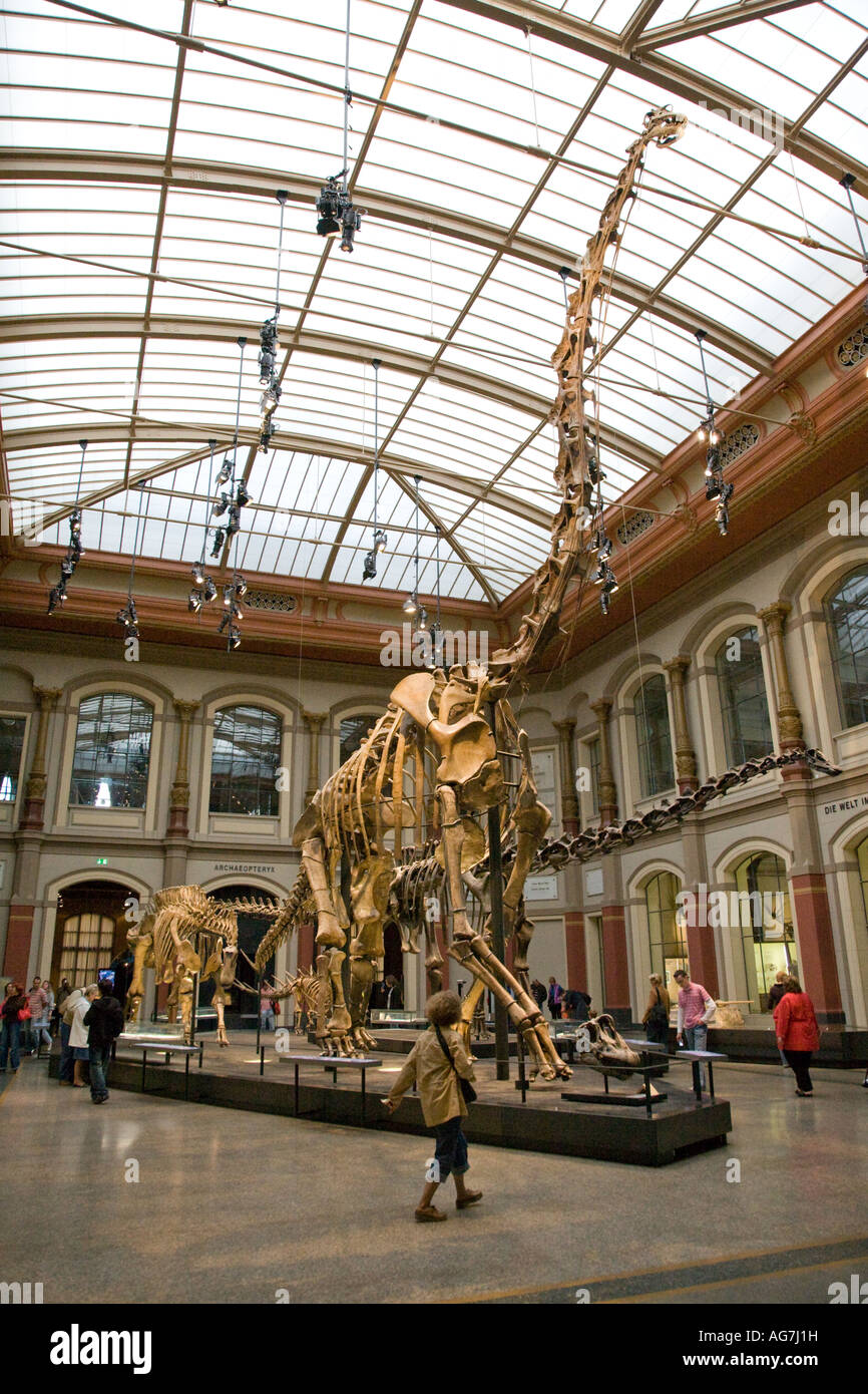 Brachiosaurus brancai lo scheletro, il Museo di Storia Naturale di Berlino, Germania Foto Stock