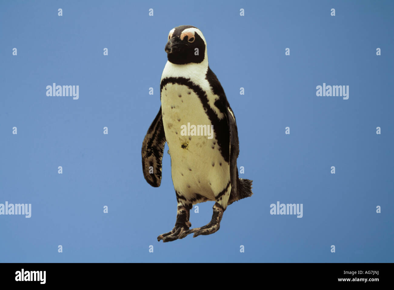 STUDIO un pinguino guardare avanti Foto Stock