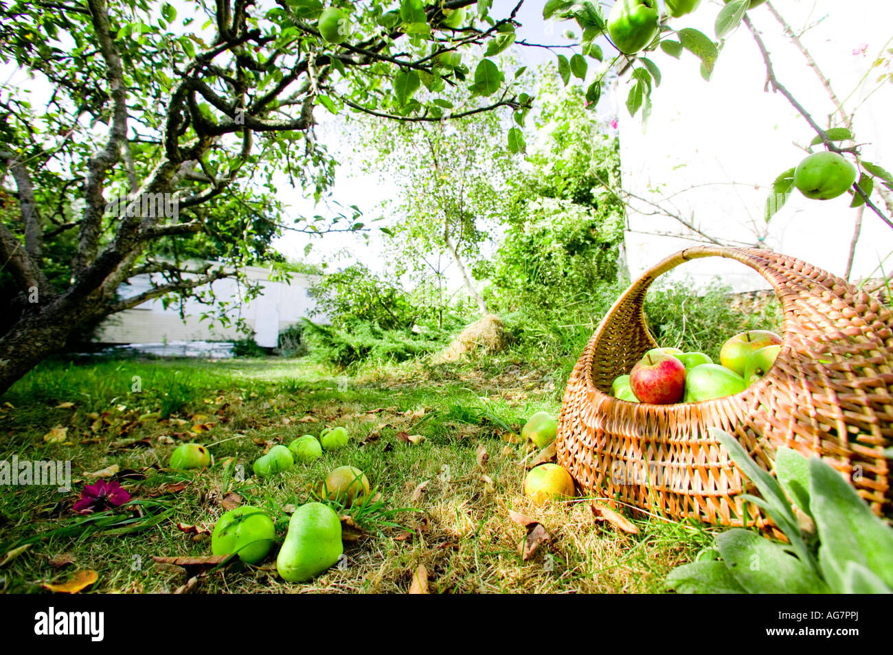 Cesto di mele mature nella soleggiata orchard a Sussex, England, Regno Unito Foto Stock