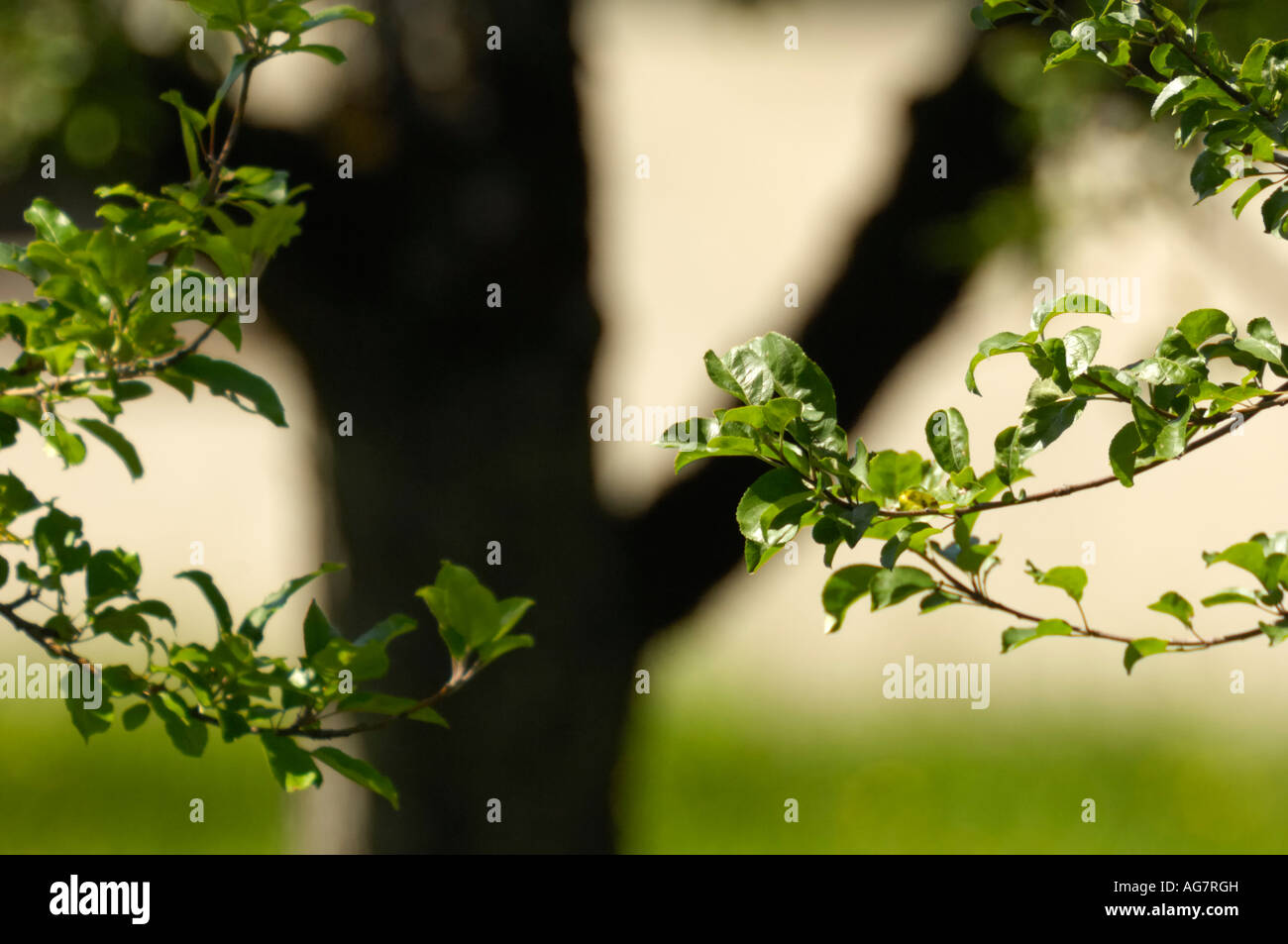 Foglie di un albero di mela contro una silhouette di tronco, Triesen li Foto Stock