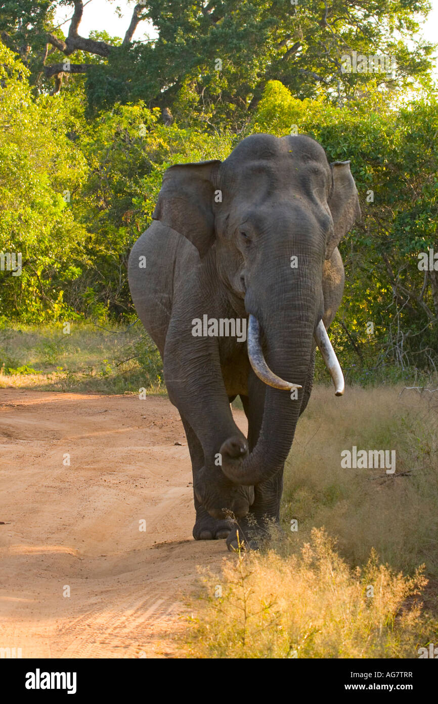 Un incontro ravvicinato con tusker 'Nalaka' presso il parco nazionale Yala, Sri Lanka. Solo sedici tali wild tuskers rimangono in Sri Lanka Foto Stock