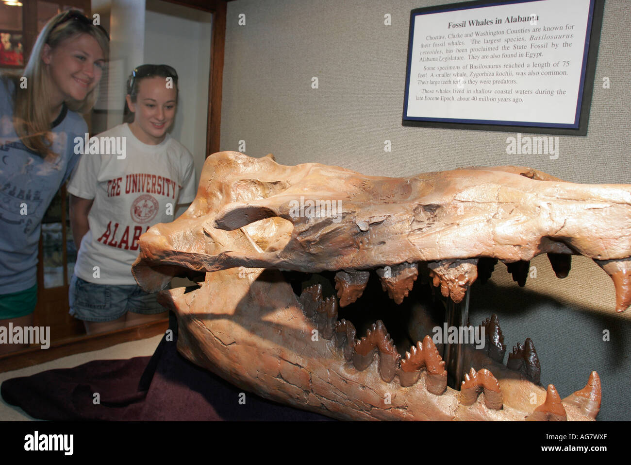 Tuscaloosa Alabama, Università dell'Alabama, Museo di Storia Naturale, balena fossile, i visitatori viaggio viaggio turismo turistico punto di riferimento culto Foto Stock
