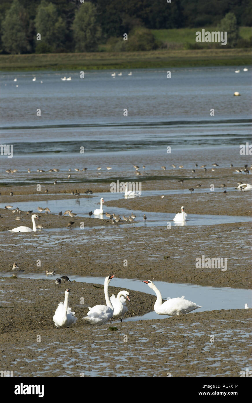 Cigni gruppo in estuario di marea settembre Inghilterra Foto Stock