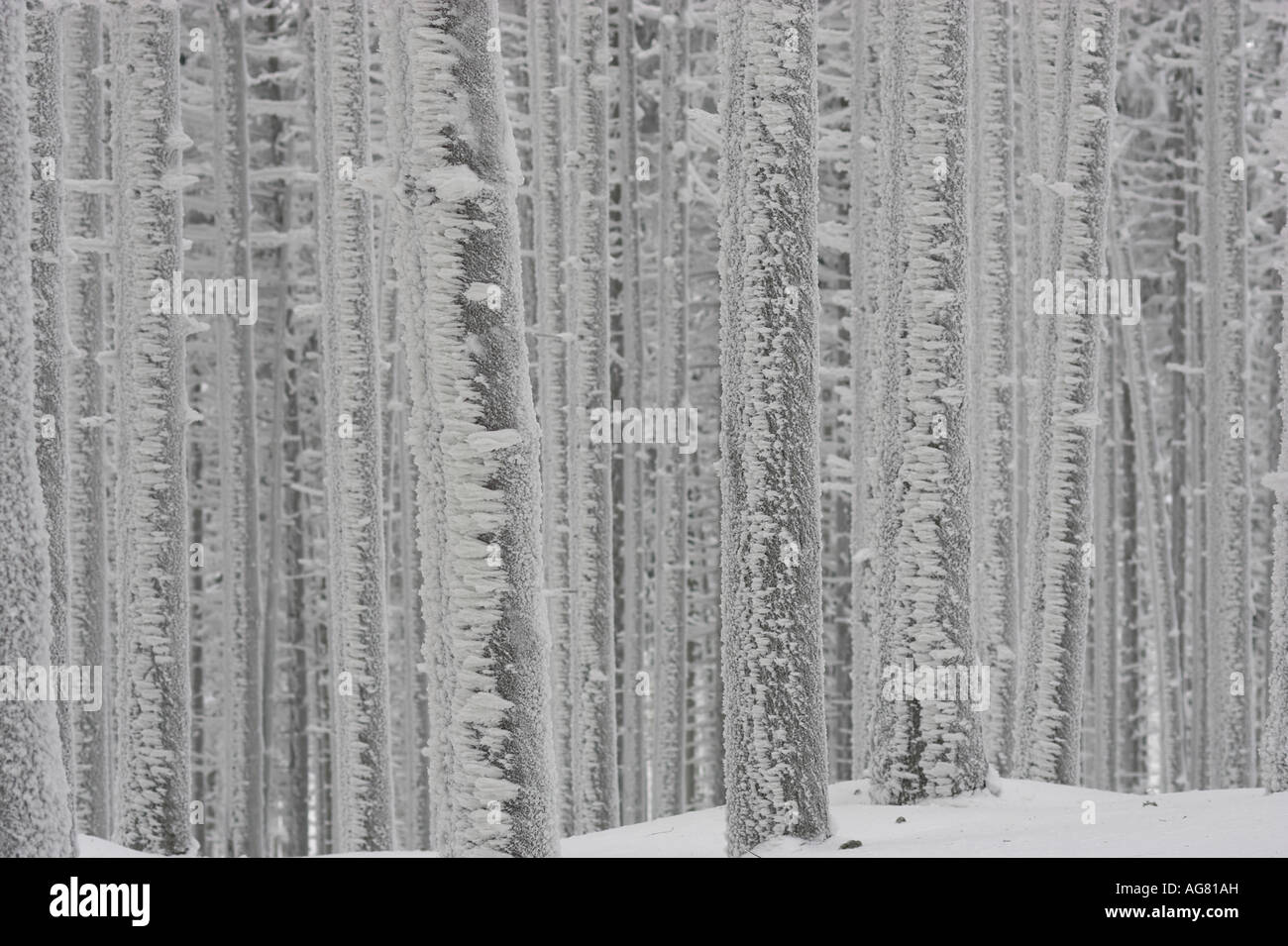 Fichten im Winter mit Raureif pini coperti con trasformata per forte gradiente frost Foto Stock