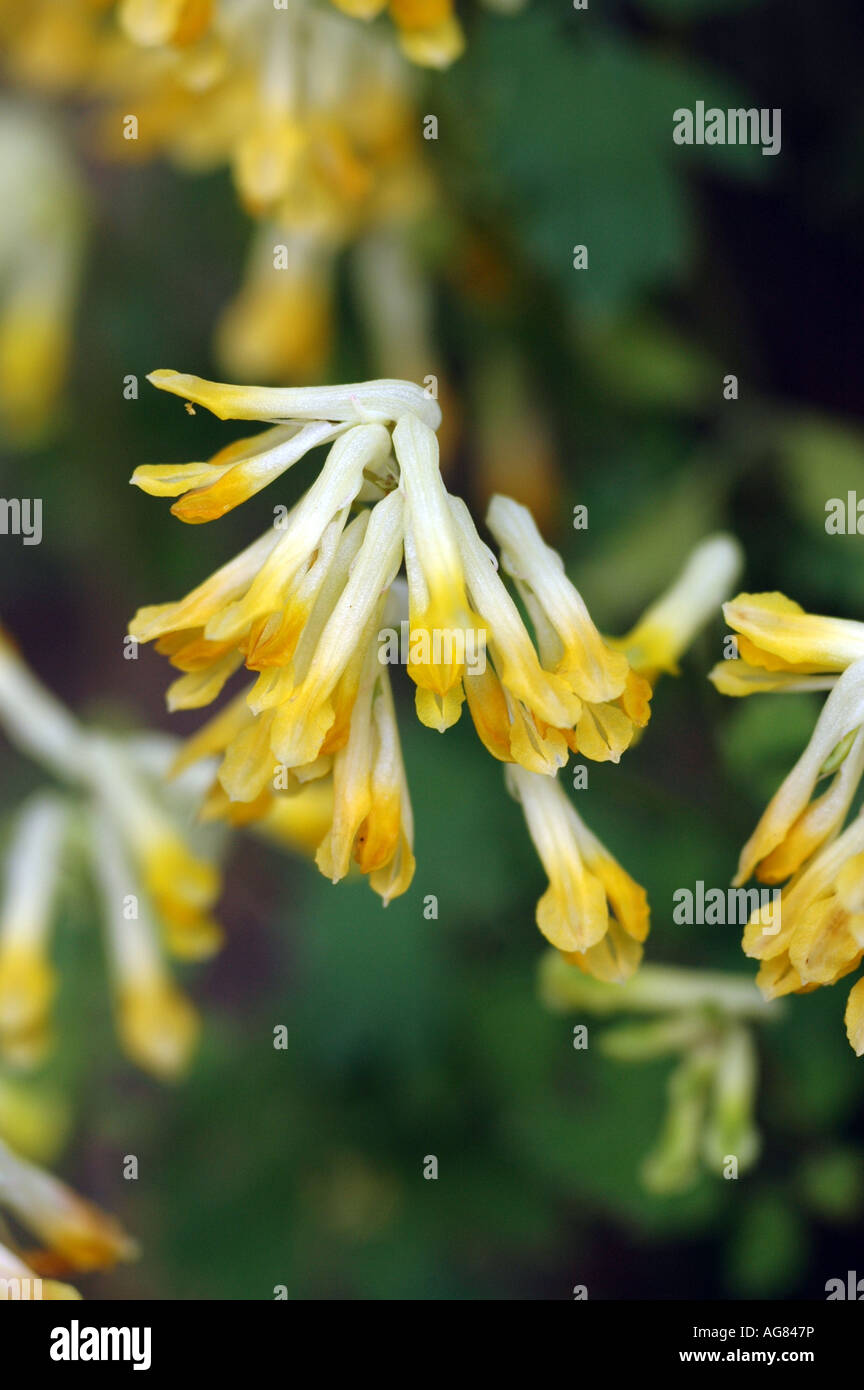 Giallo Corydalis Corydalis lutea chiamato anche giallo Fumaria, Pseudofumaria, Hollowort o Larkspur giallo Foto Stock