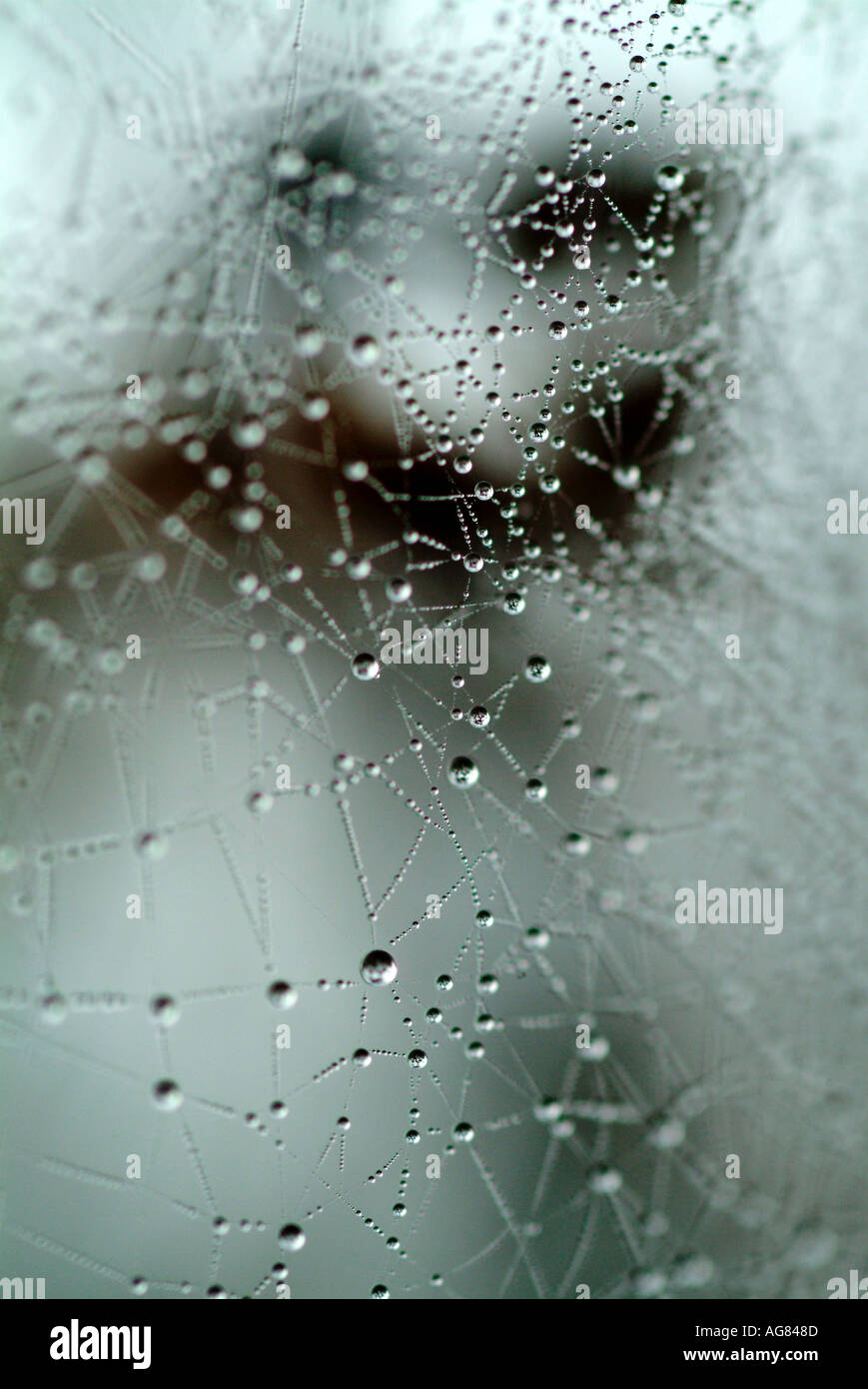 La rugiada su spider web Alto Palatinato Bavaria Foto Stock