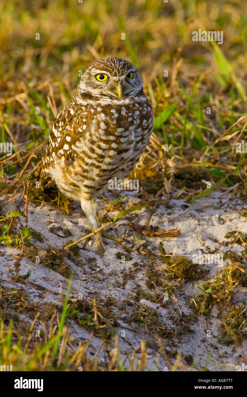 Scavando Il Gufo in piedi accanto a scavare nel parco, Coral Gables, Florida. Athene cunicularia Foto Stock