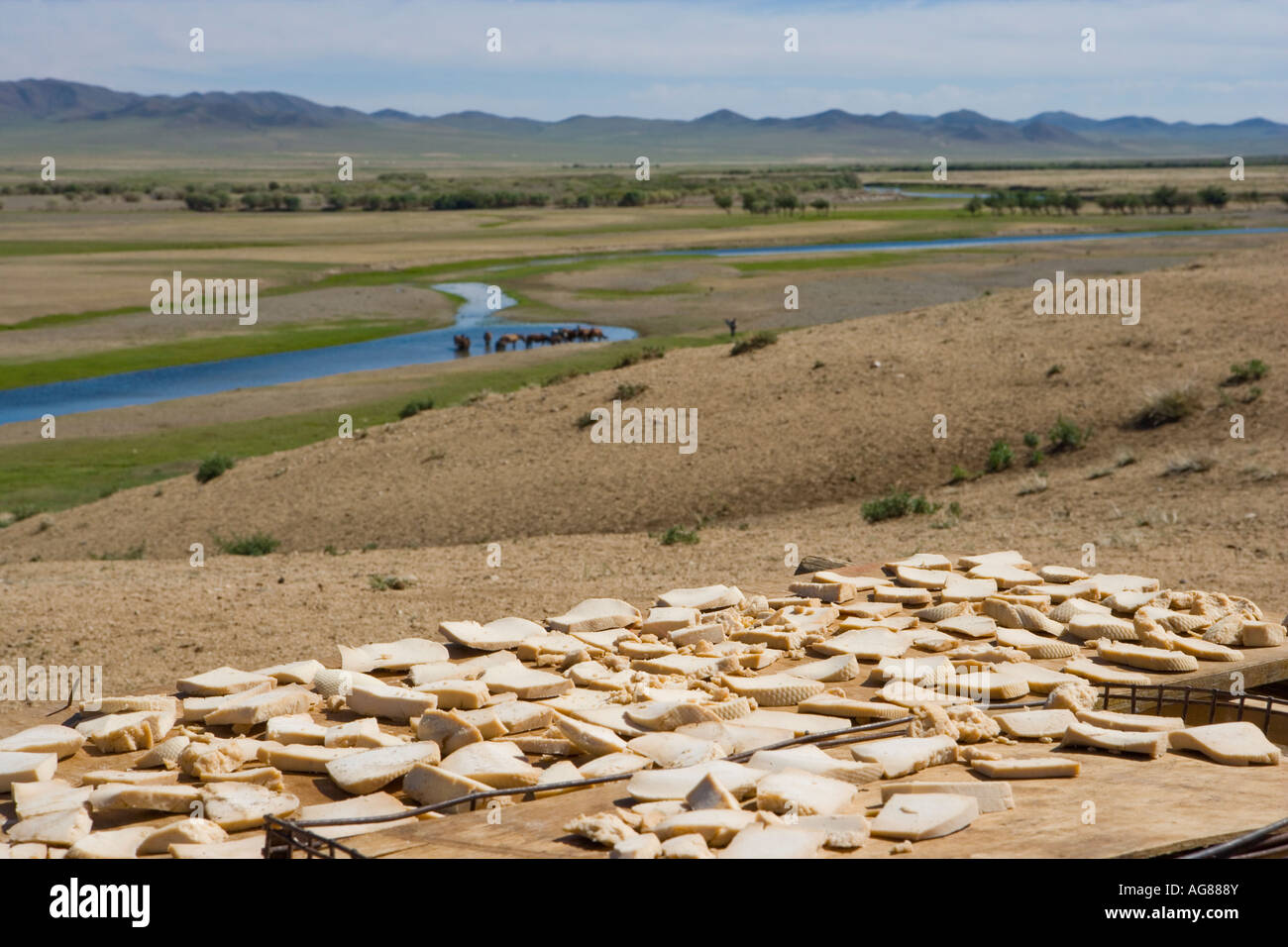 Formaggio di essiccazione in Hustai parco nazionale della Mongolia Foto Stock