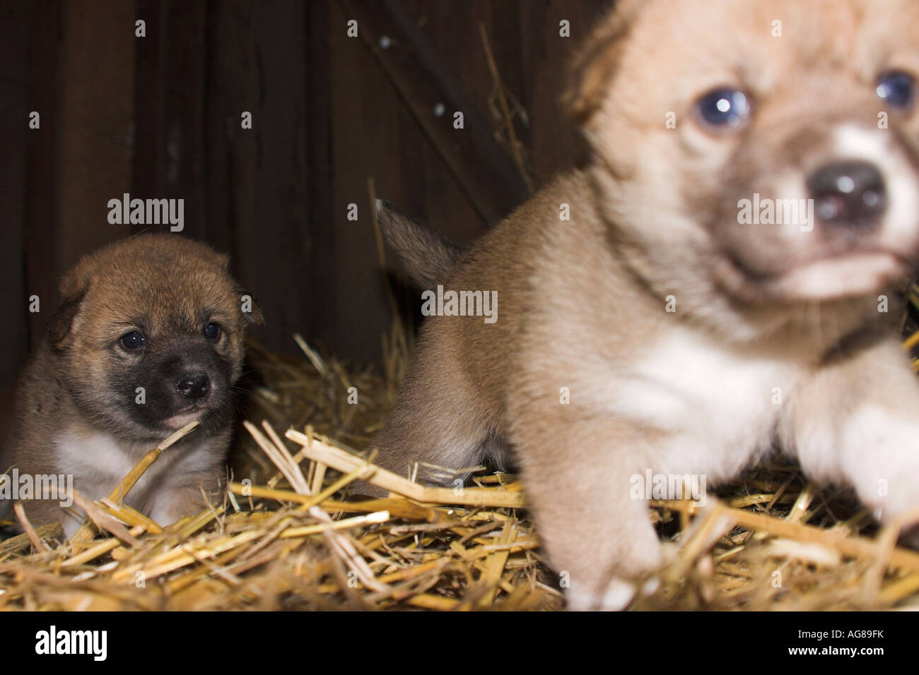 Dingo, Canis lupus dingo, cucciolo Foto stock - Alamy