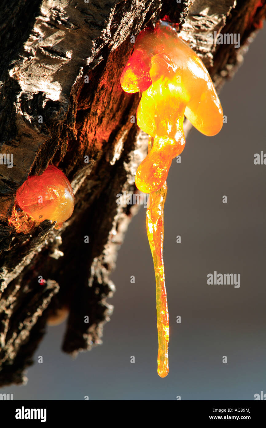 Impermeato da resina dal tronco di un albero di mandorlo Prunus dulcis  Spagna Foto stock - Alamy