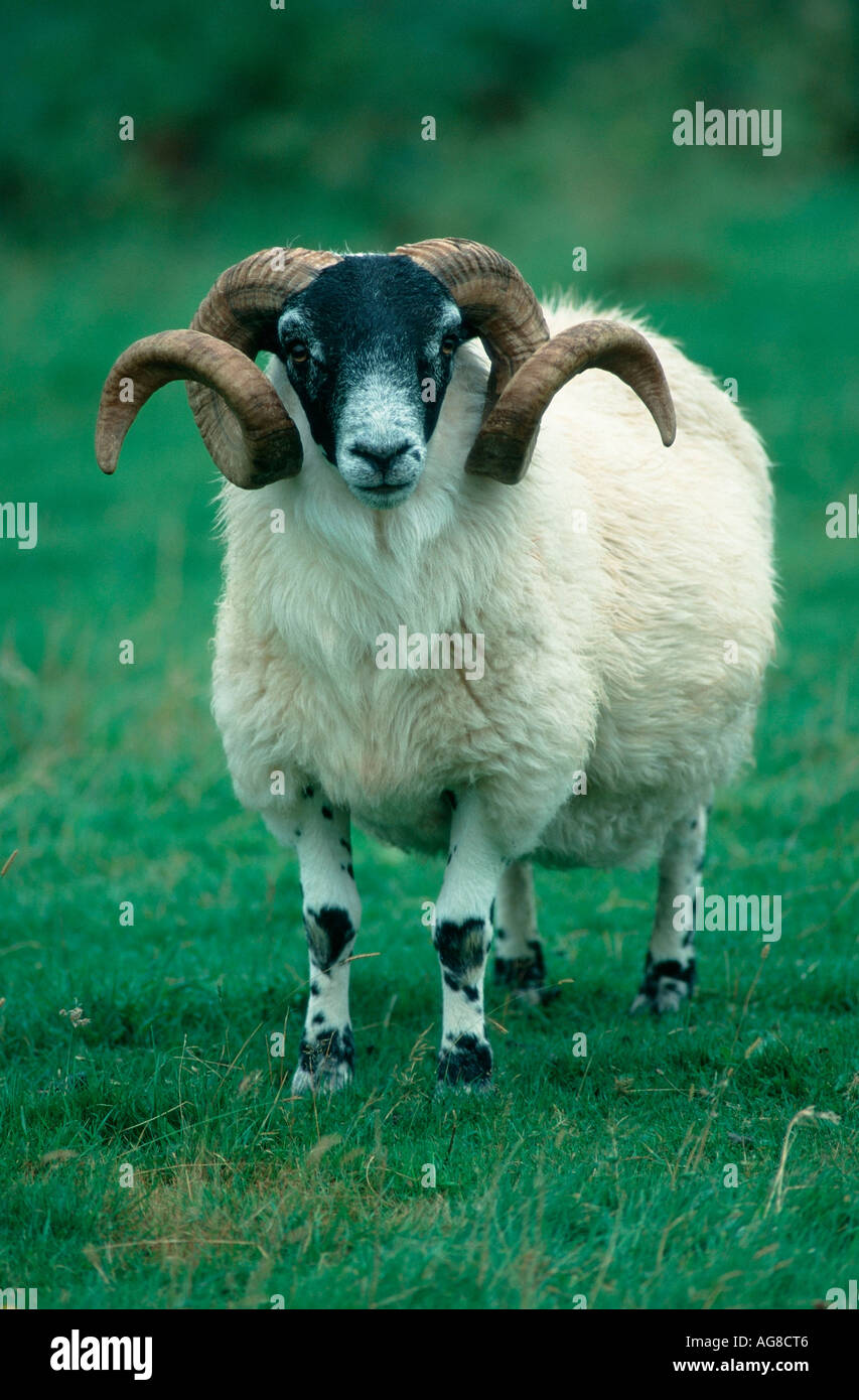 Scottish Blackface ram, Scozia Foto Stock