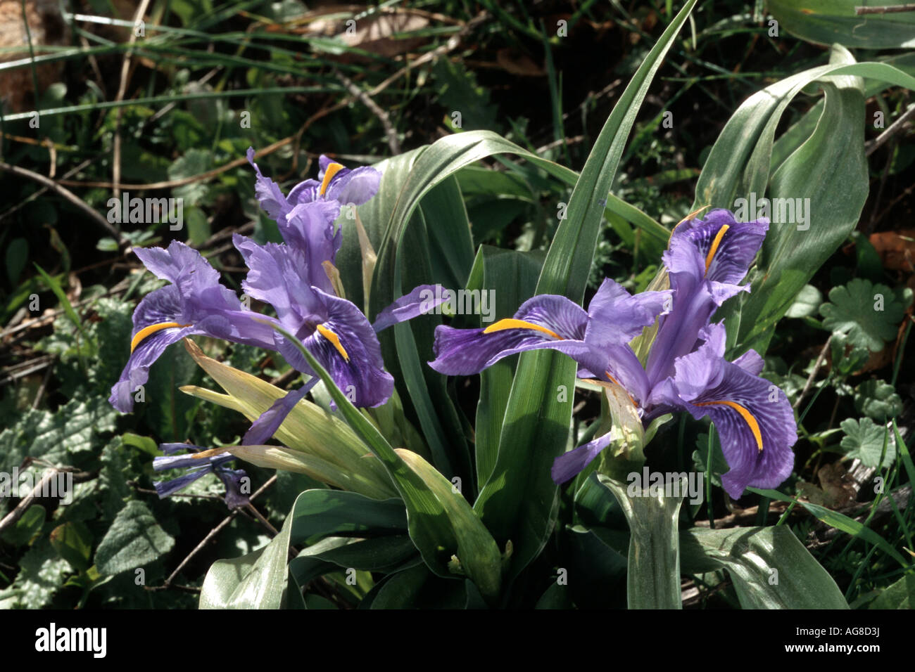 Piano-lasciava iris (Iris planifolia), piante in fiore, Spagna, Andalusia Foto Stock