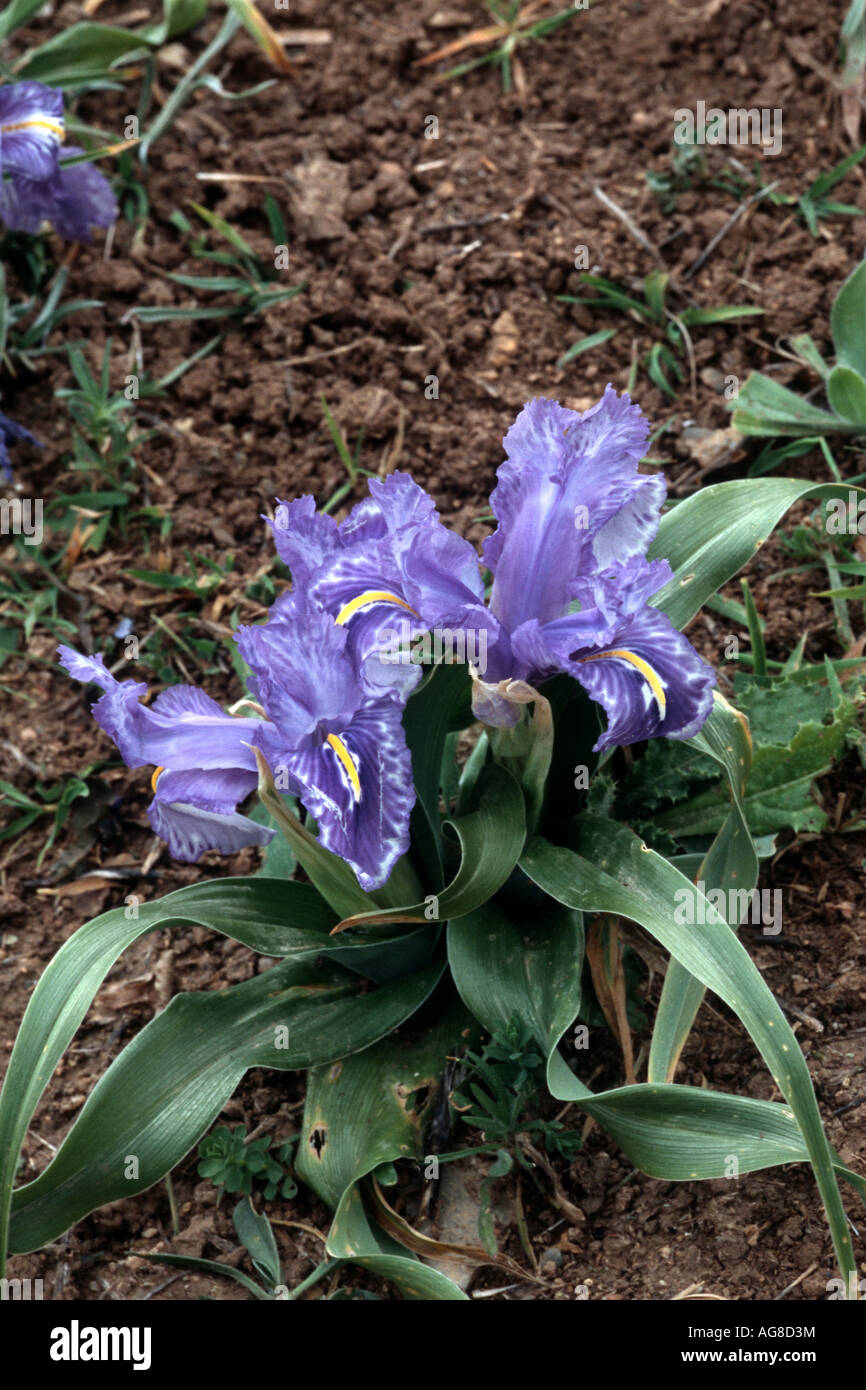 Piano-lasciava iris (Iris planifolia), rigogliosa pianta, Spagna, Andalusia Foto Stock