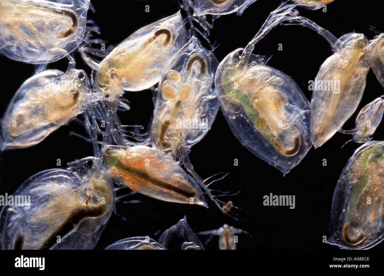 Daphnia acqua pulci Foto Stock