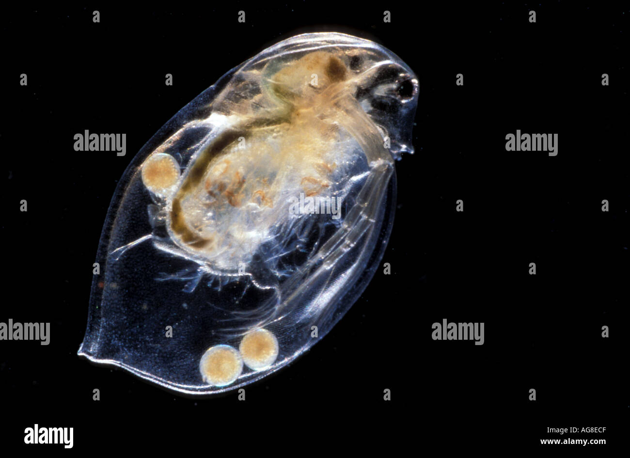 Daphnia acqua pulci Foto Stock