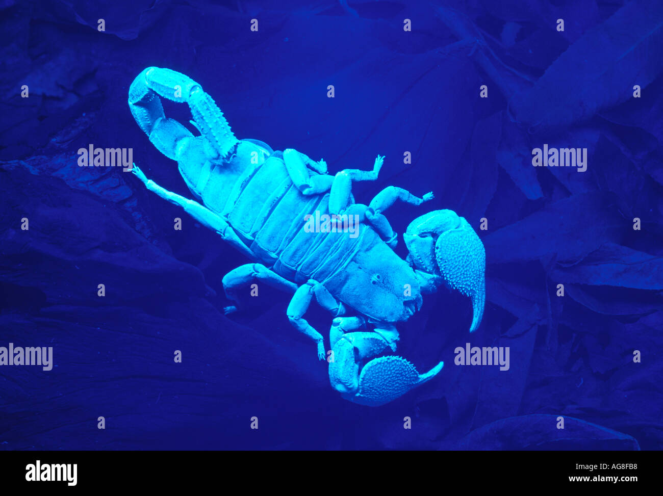 Imperial scorpion sotto la luce ultra violetta Foto Stock