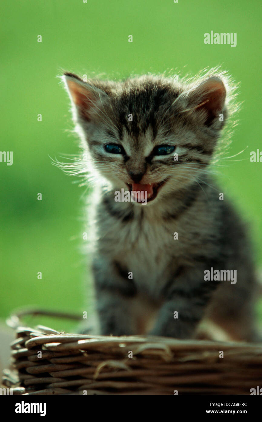 Il gatto domestico, gattino / Hauskatze, Kaetzchen Foto Stock