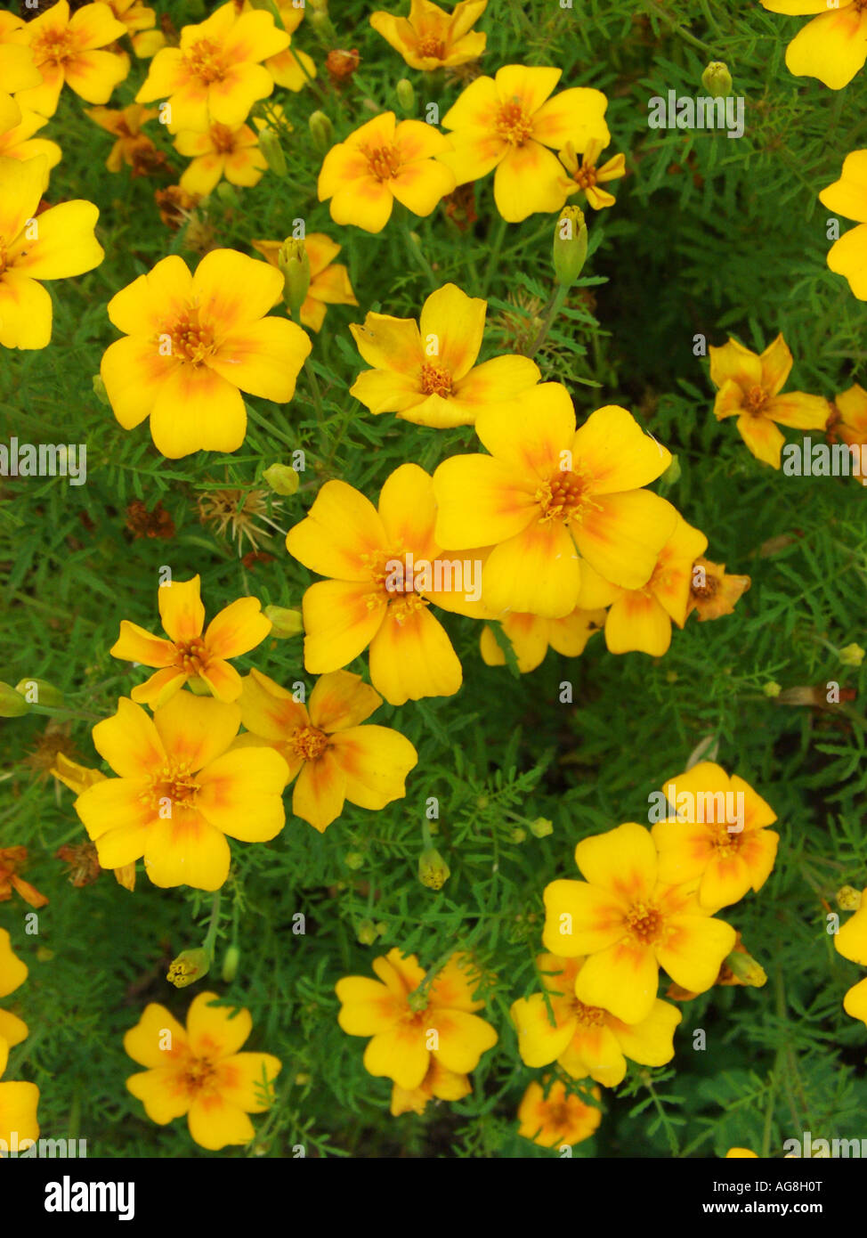 Limone calendula, Signet calendula (tagetes tenuifolia, Tagetes signata), fioritura Foto Stock