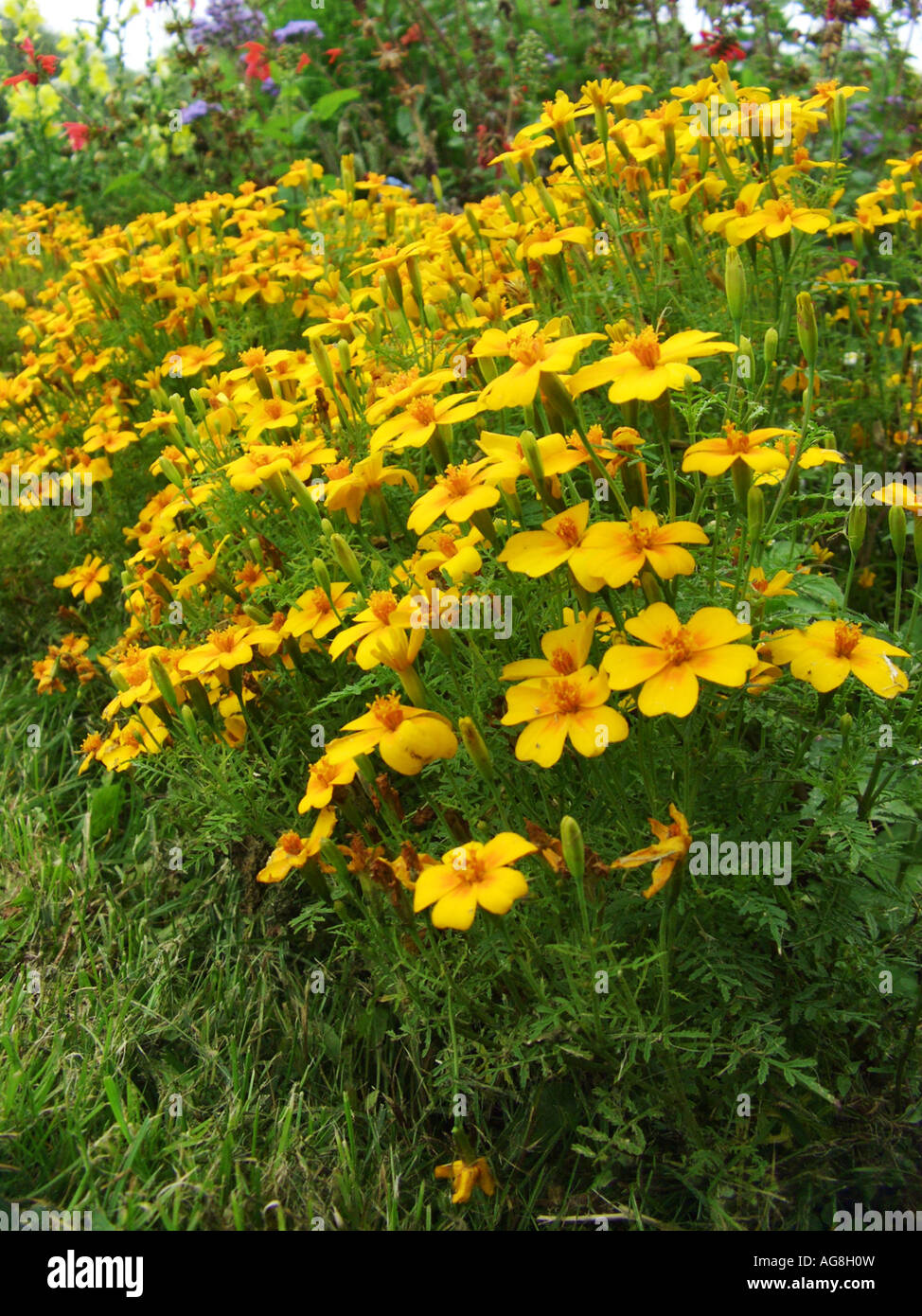 Limone calendula, Signet calendula (tagetes tenuifolia, Tagetes signata), fioritura Foto Stock