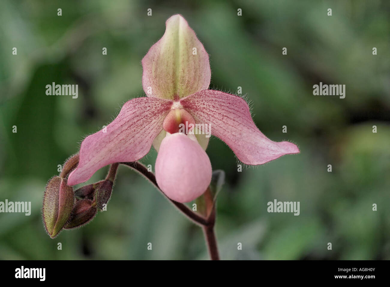 Pianella della Madonna orchidea (Paphiopedilum 'crinolina de Valec', Paphiopedilum crinolina de Valec), fiore Foto Stock