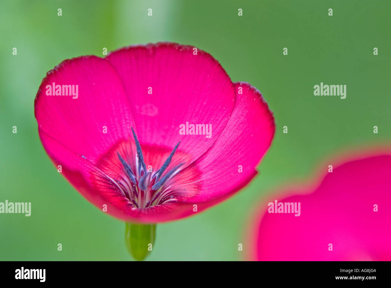 / Lino (Linum grandiflorum rubrum) Foto Stock