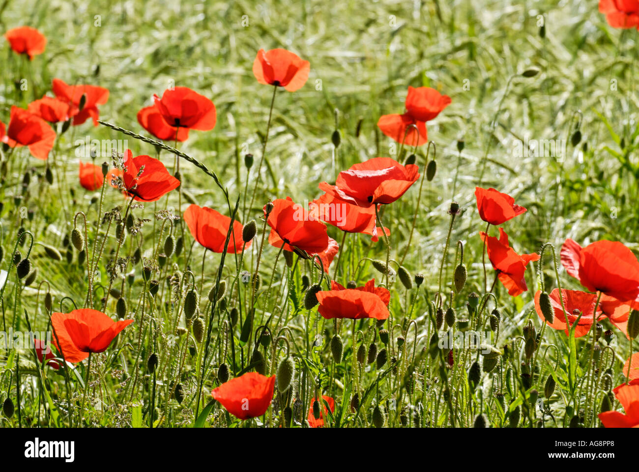 Papavero semi di fiori in un campo di orzo vicino a Bad Neustadt Bassa Baviera Germania Foto Stock