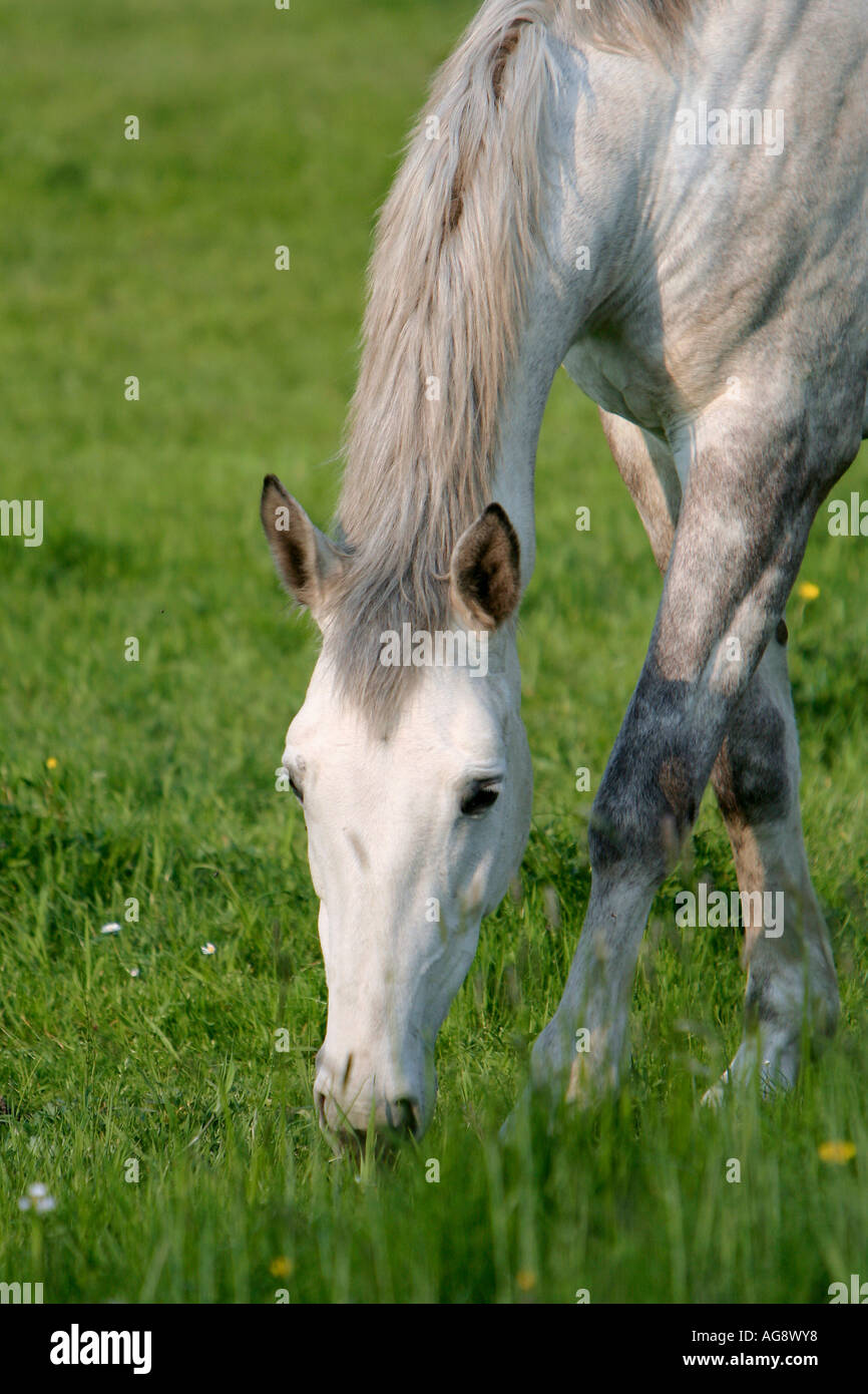 Cavallo colline punteggiano grigio grigio Foto Stock
