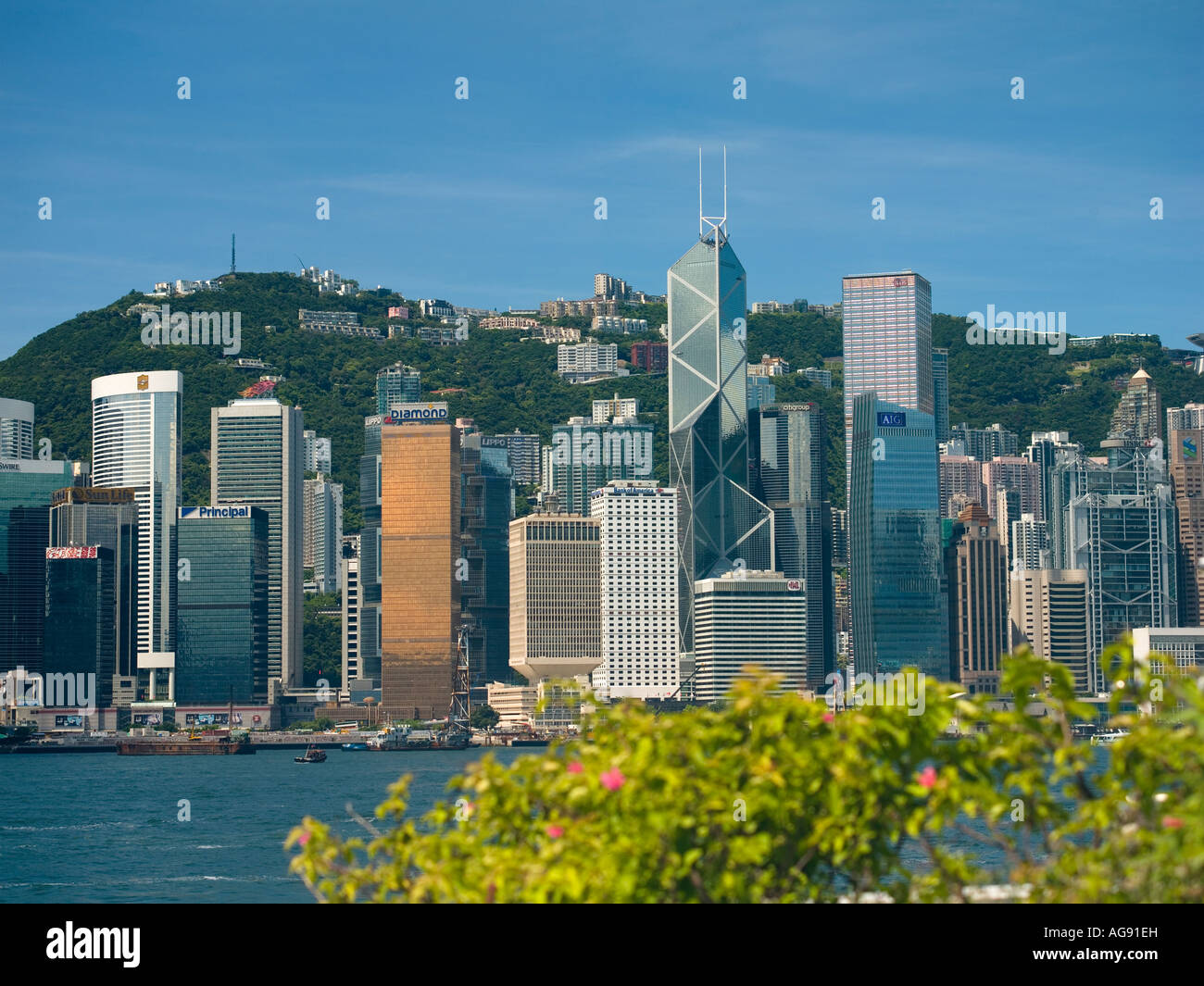 Repubblica popolare cinese, Hong Kong Harbour, fogliame in primo piano Foto Stock