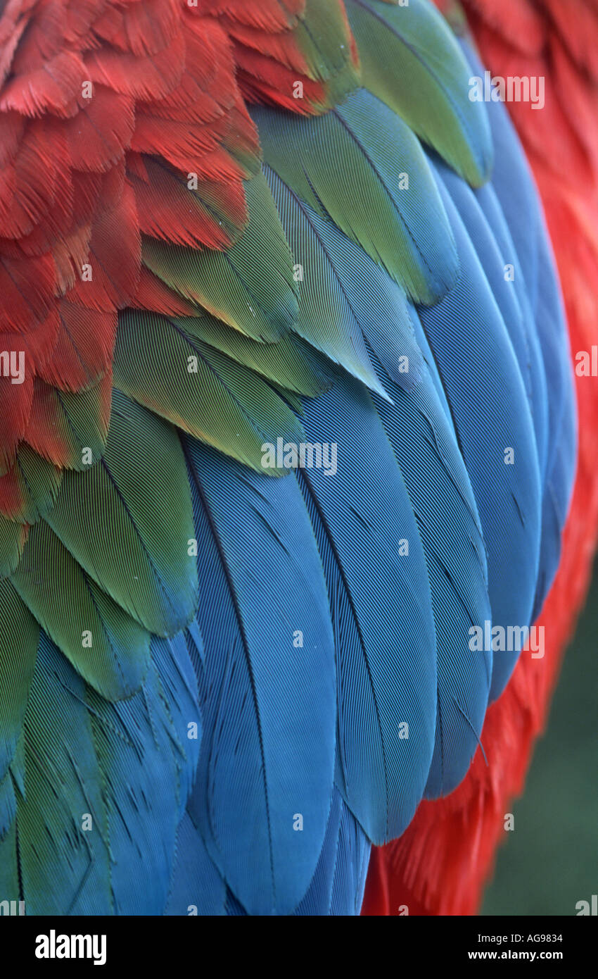 Green winged macaw piume Foto Stock