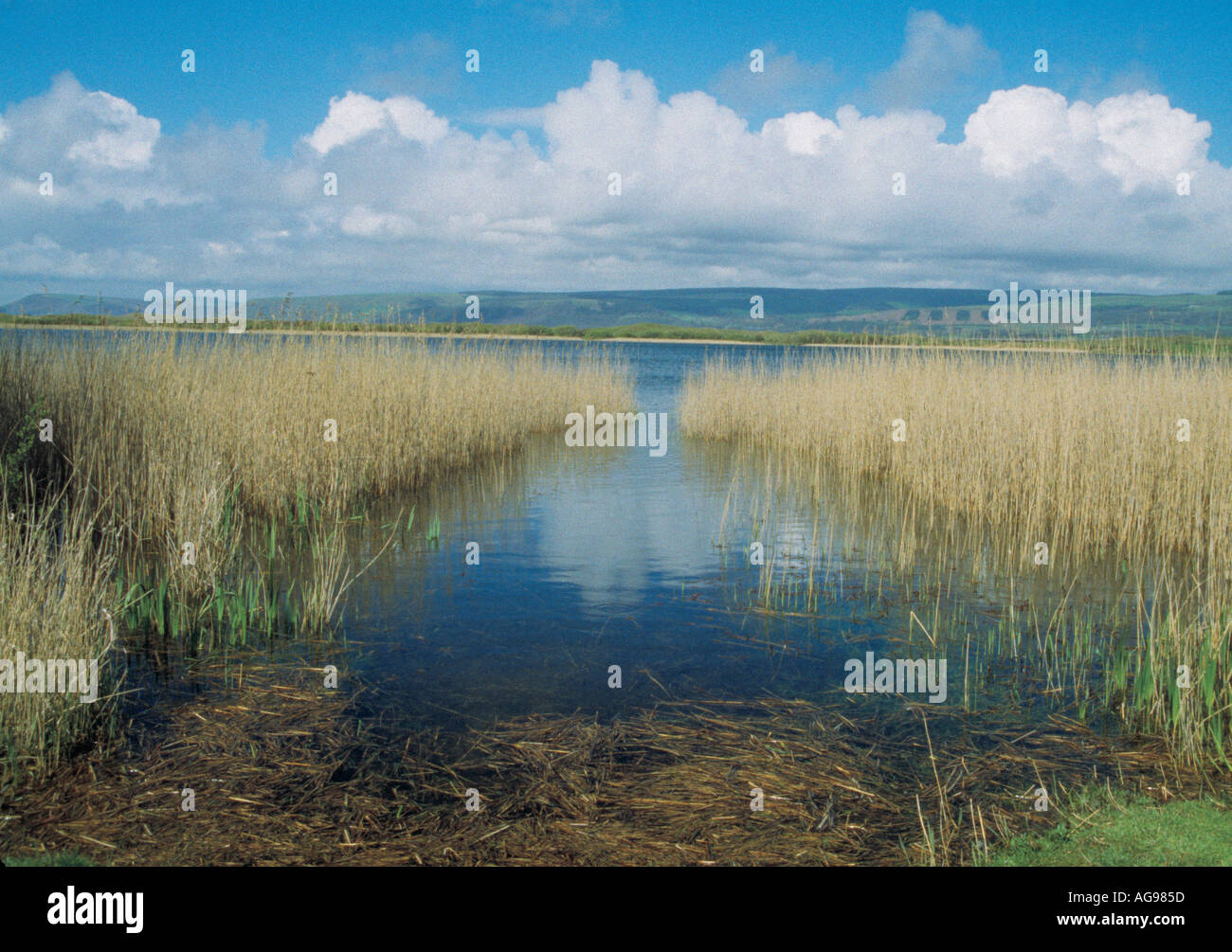 Canneti Kenfig Piscina Bridgend Mid Glamorgan Wales UK 11916DH Foto Stock