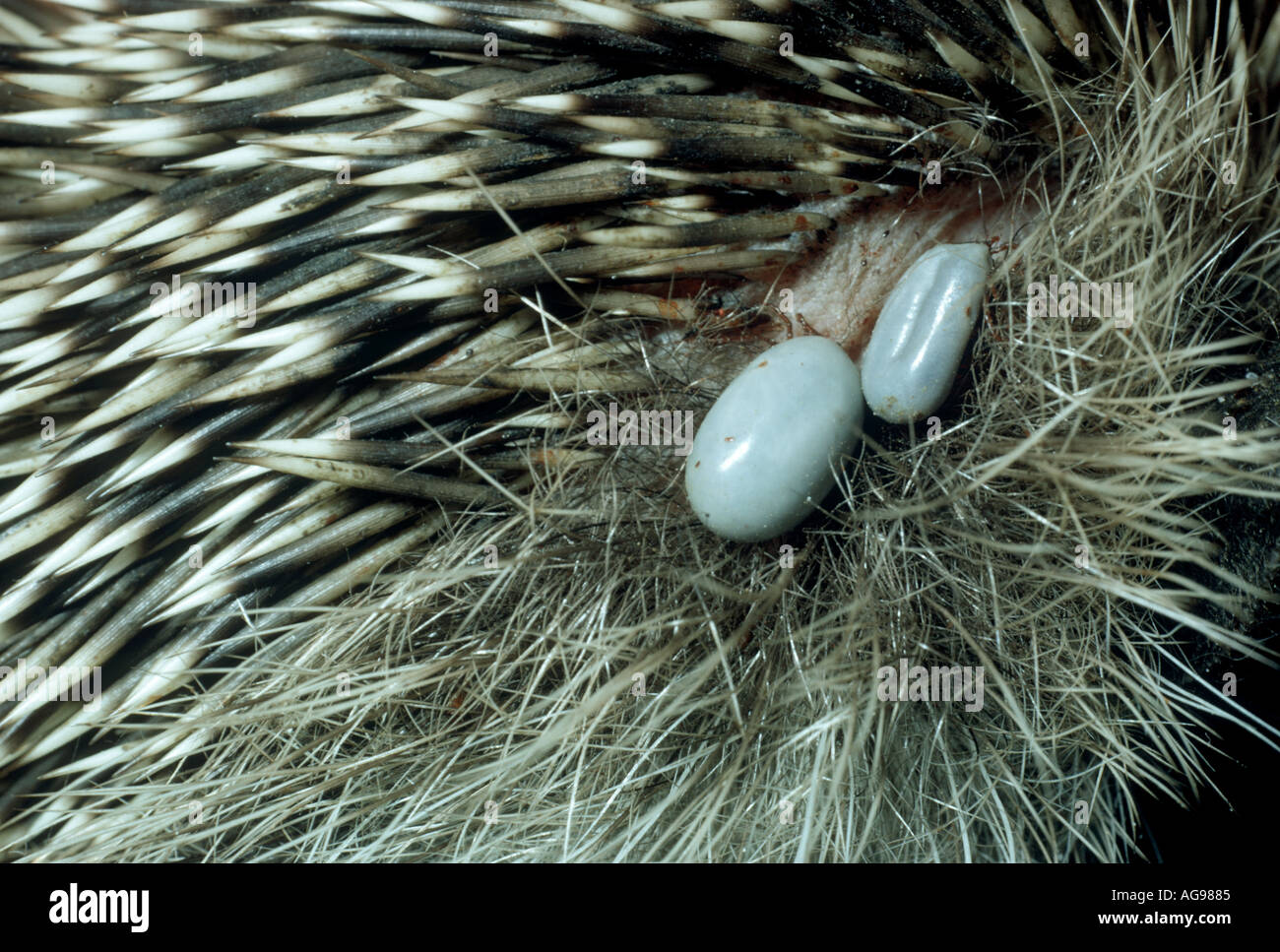 Zecche Hedgehog sul riccio Foto stock - Alamy