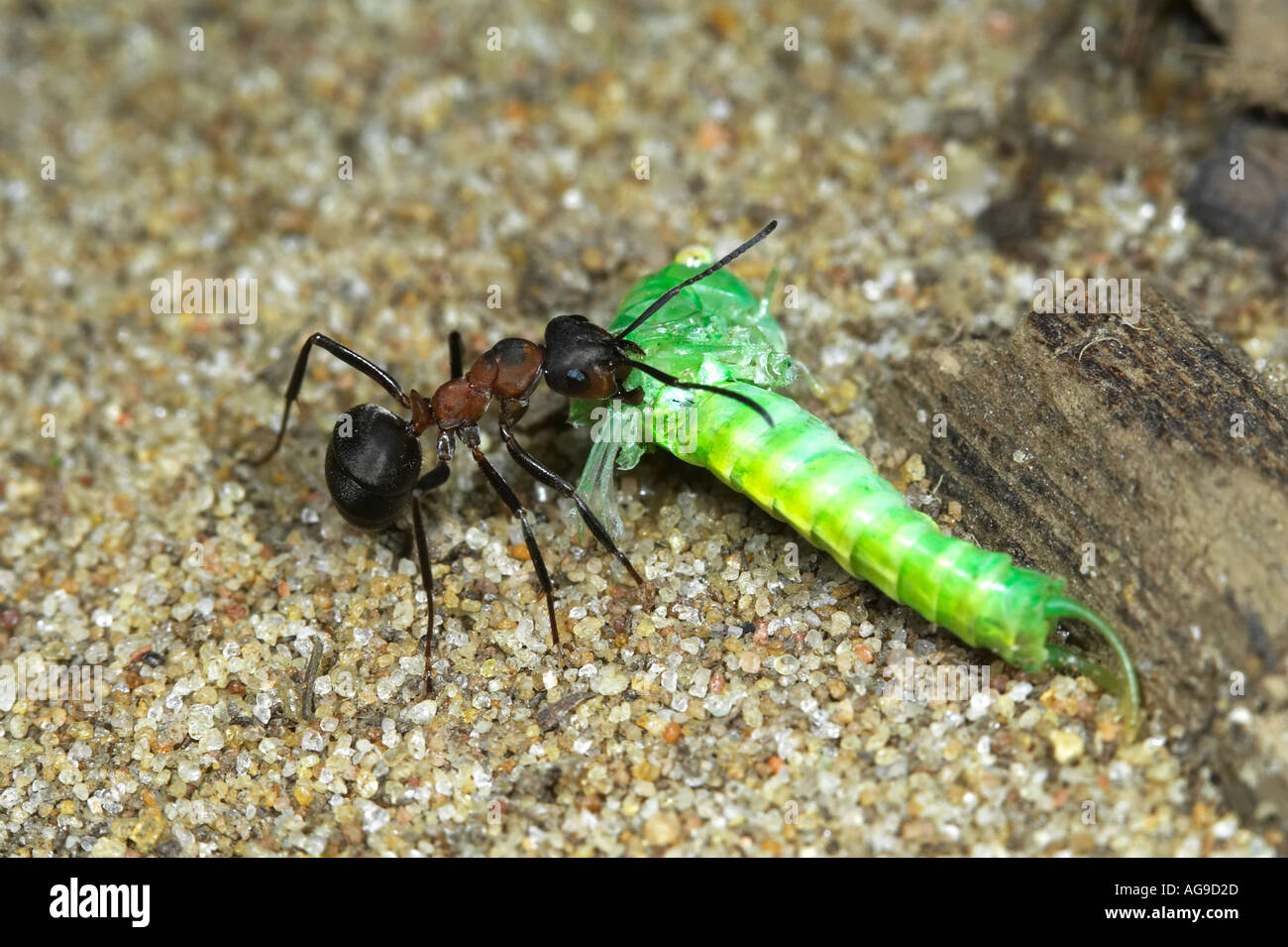 Legno formica rufa con la preda Maulden legno Bedfordshire Foto Stock