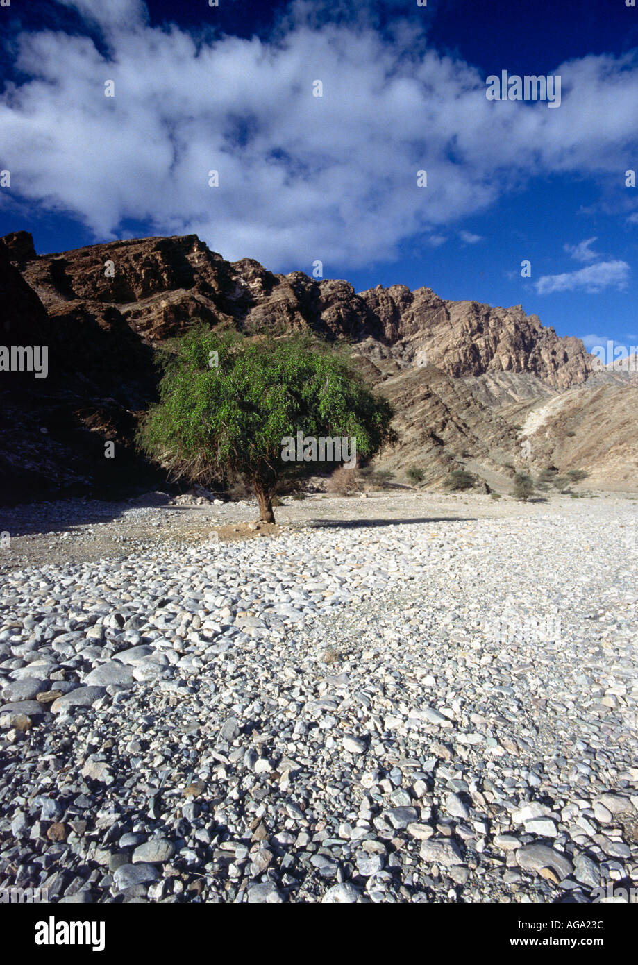 Albero e Scree In Oman Foto Stock