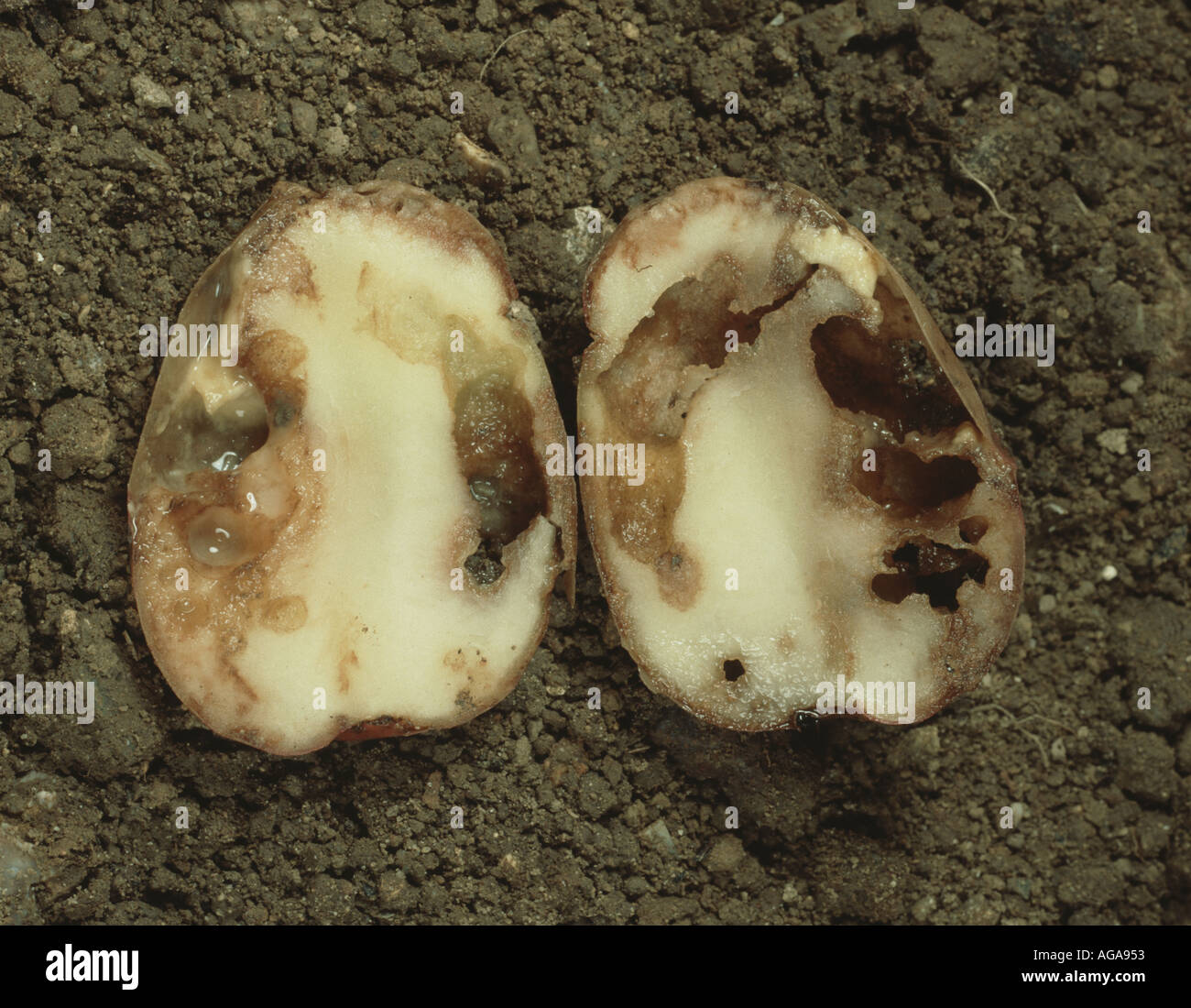 Una patata tagliata a metà per mostrare gravi danni causati da residui alimentare nel suolo Foto Stock