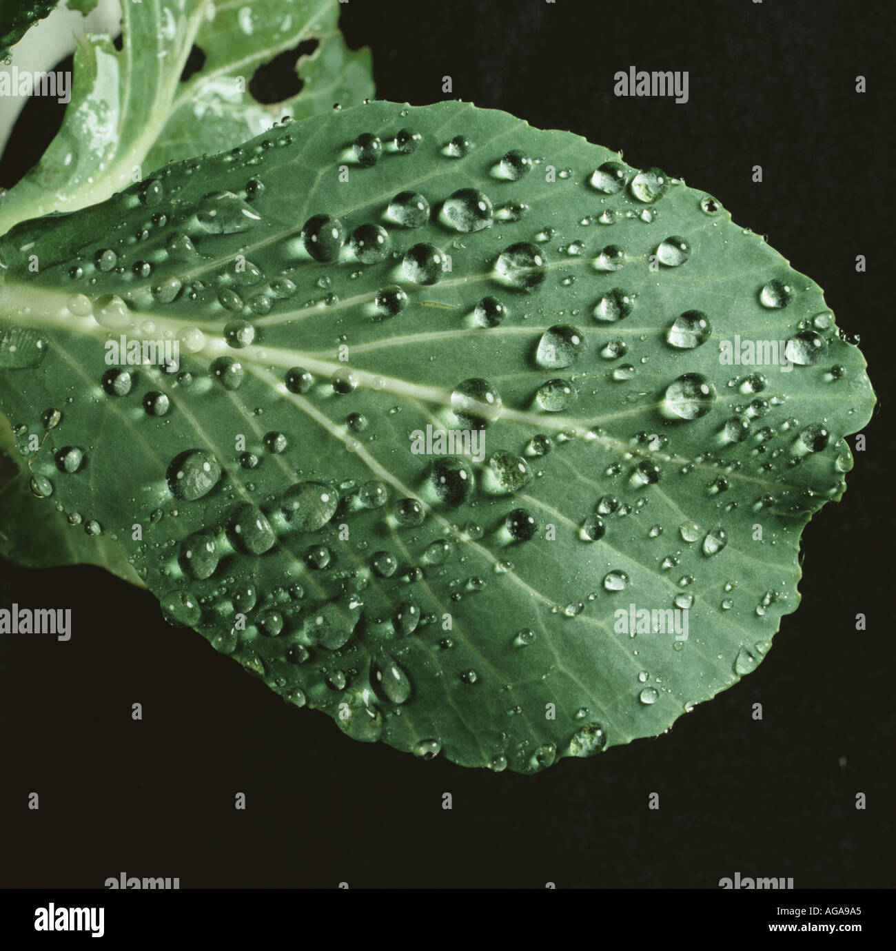 Spruzzi discreto o pioggia le goccioline di acqua su una foglia di cavolo dimostrando l'acqua ceroso superficie repellente Foto Stock