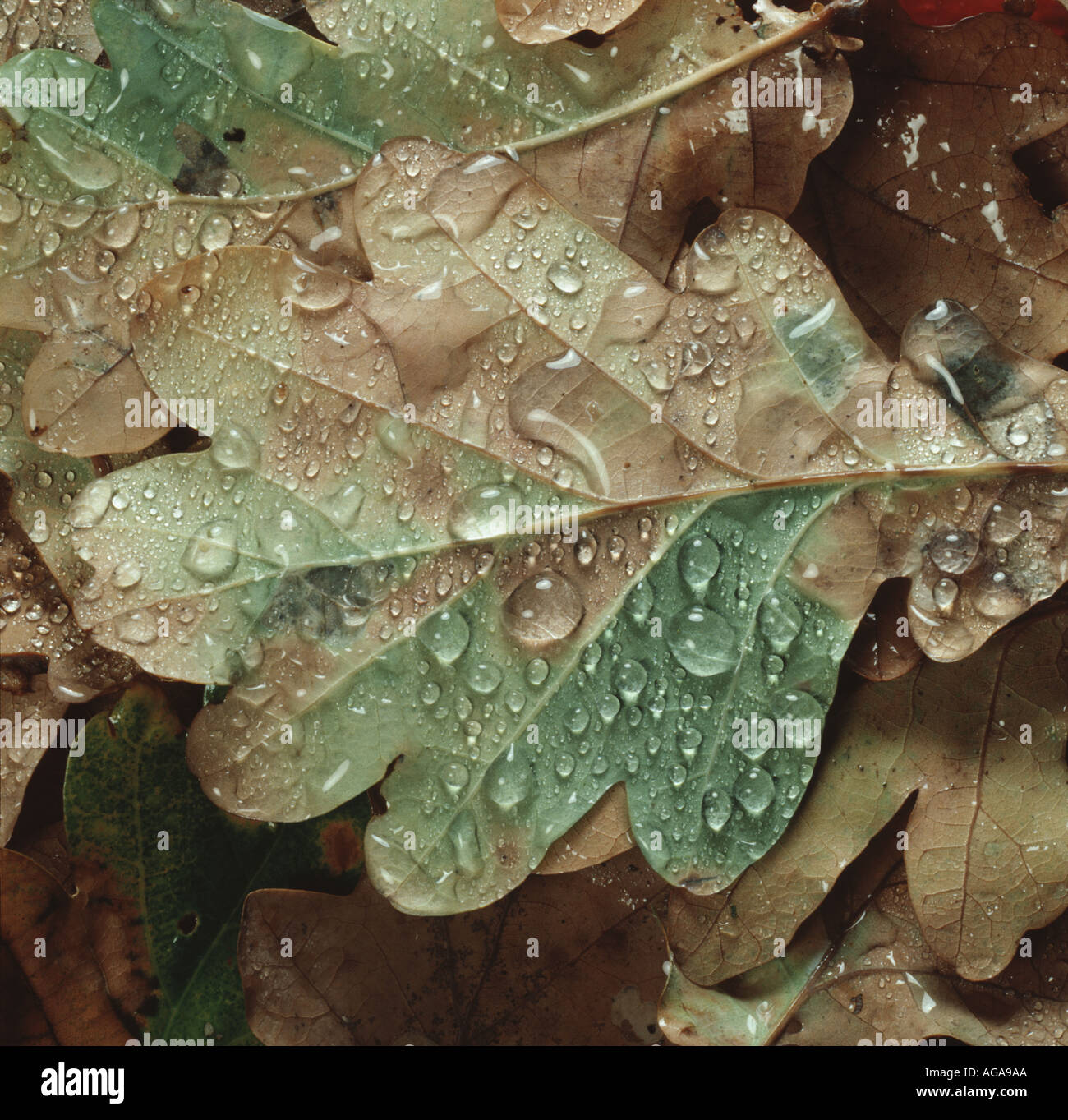 La pioggia le goccioline di acqua sulla caduta di una foglia di quercia marrone e in parte ancora verde in autunno Foto Stock
