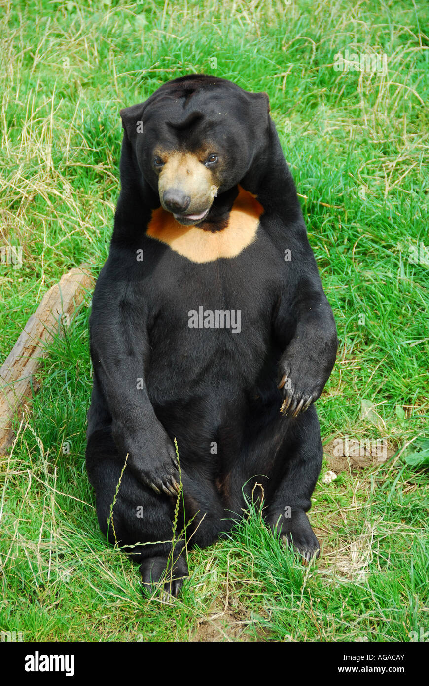 Orso di miele Foto Stock