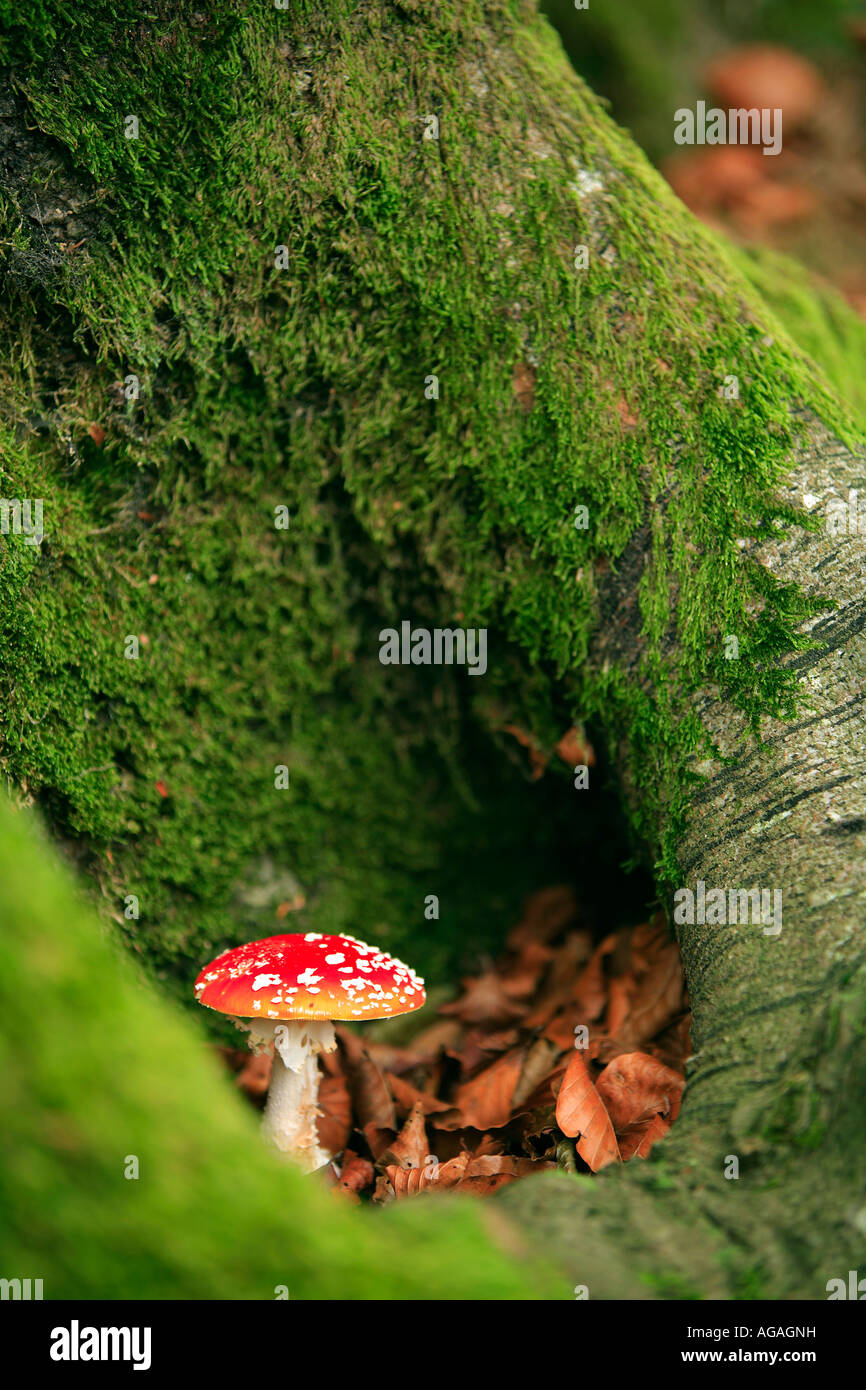 FALSA ORONJA MATAMOSCAS amanita muscaria HAYEDO DE URKIOLA VIZCAYA País Vasco ESPAÑA Foto Stock