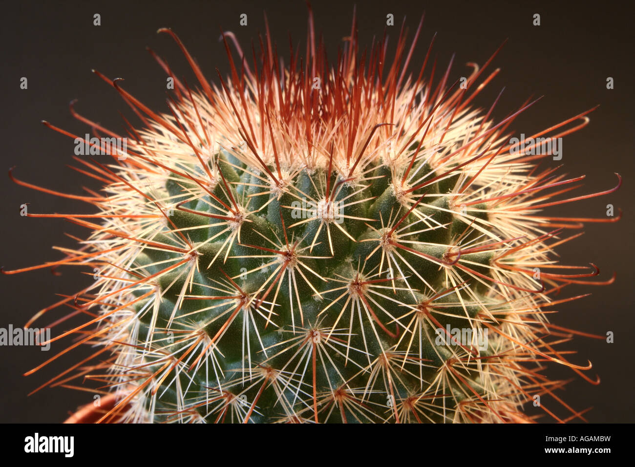 Una macro di un rosso-aguglia cactus Foto Stock