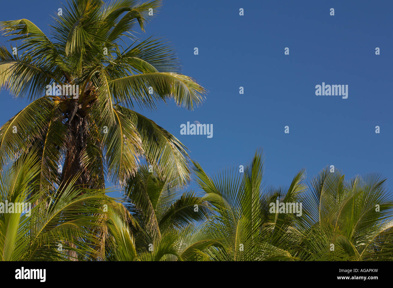 Close up di palme in Florida Foto Stock