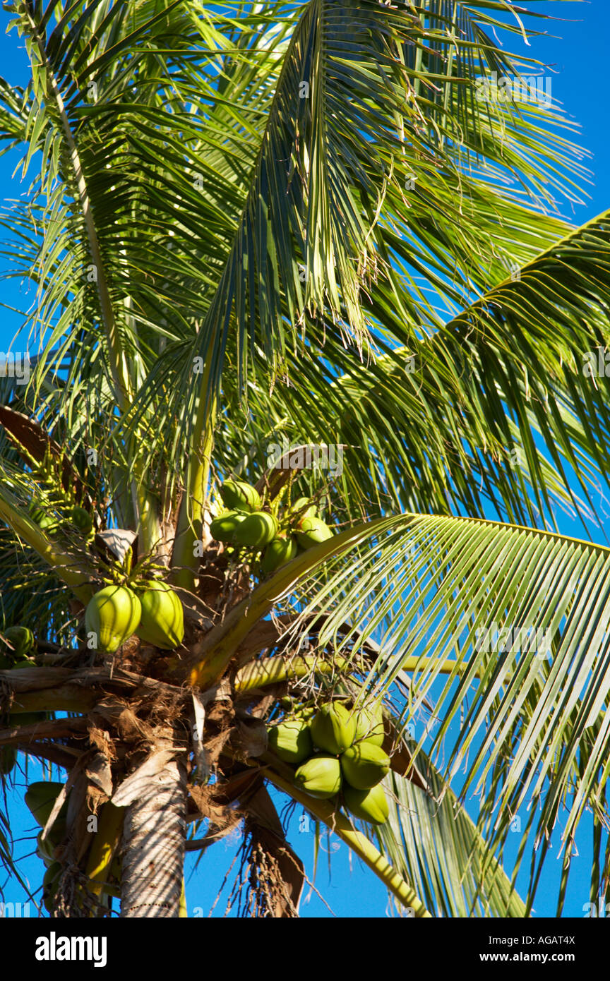 Close up di palme in Florida Foto Stock