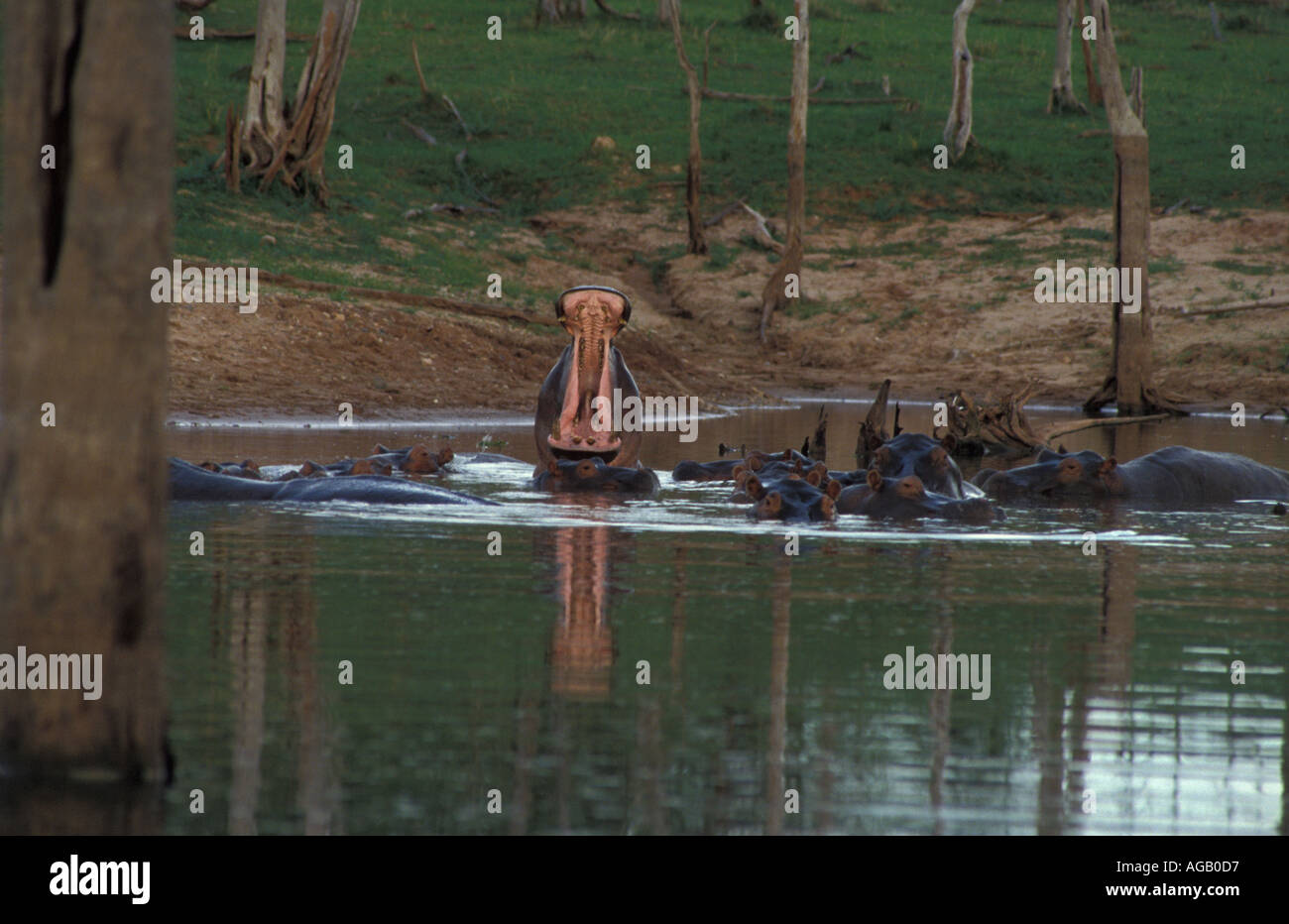 Un ippopotamo sbadigli nel gruppo/scuola di ippopotamo nel lago Kariba Matusadona National Park, Nord dello Zimbabwe, Africa Foto Stock