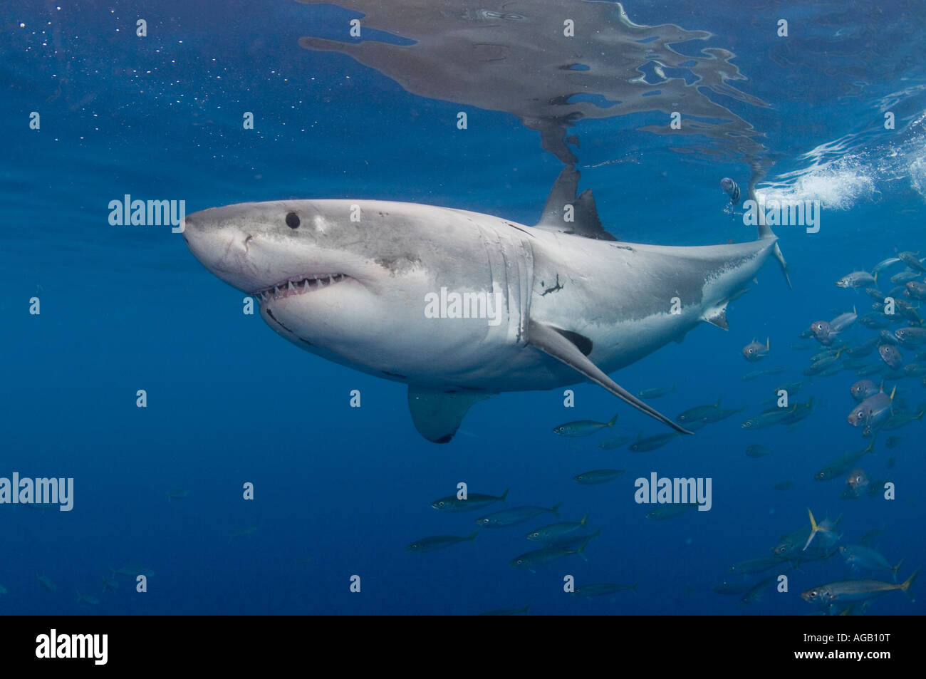 Il grande squalo bianco (Carcharodon carcharias) fotografato in Isola di Guadalupe, in Messico. Foto Stock