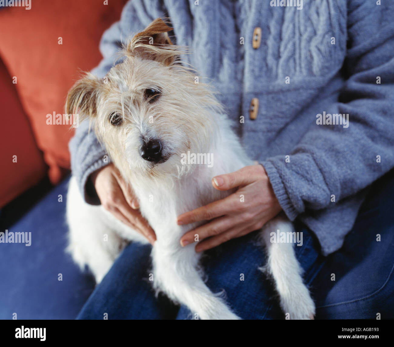 Piccolo terrier dog sitter su lap Foto Stock