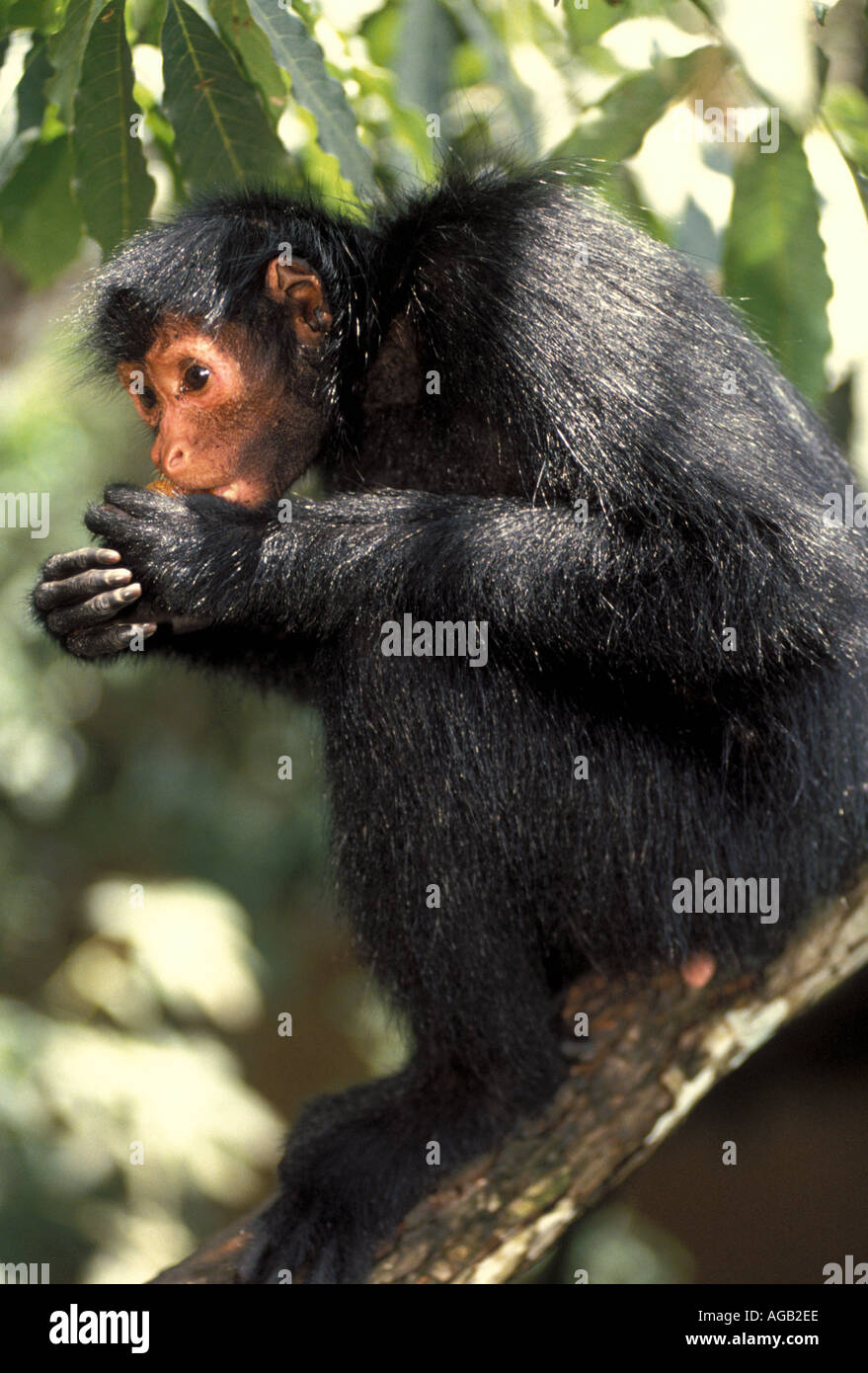 Mammifero Monkey Black spider monkey Foto Stock