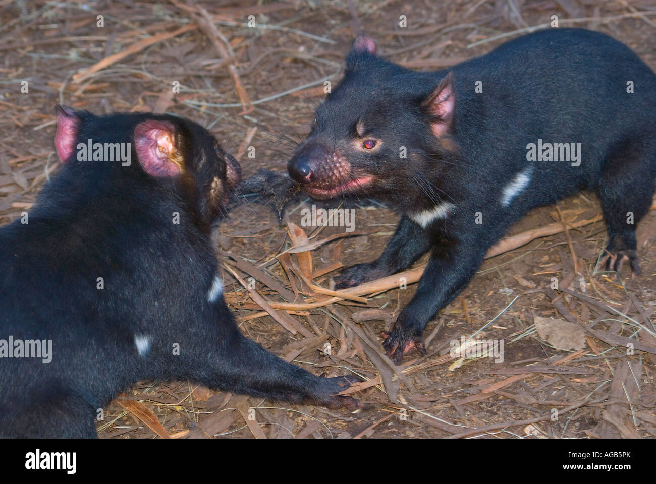 Una coppia di alimentazione di diavoli della Tasmania Sarcophilus Harrisii concorrenza alimentare Foto Stock